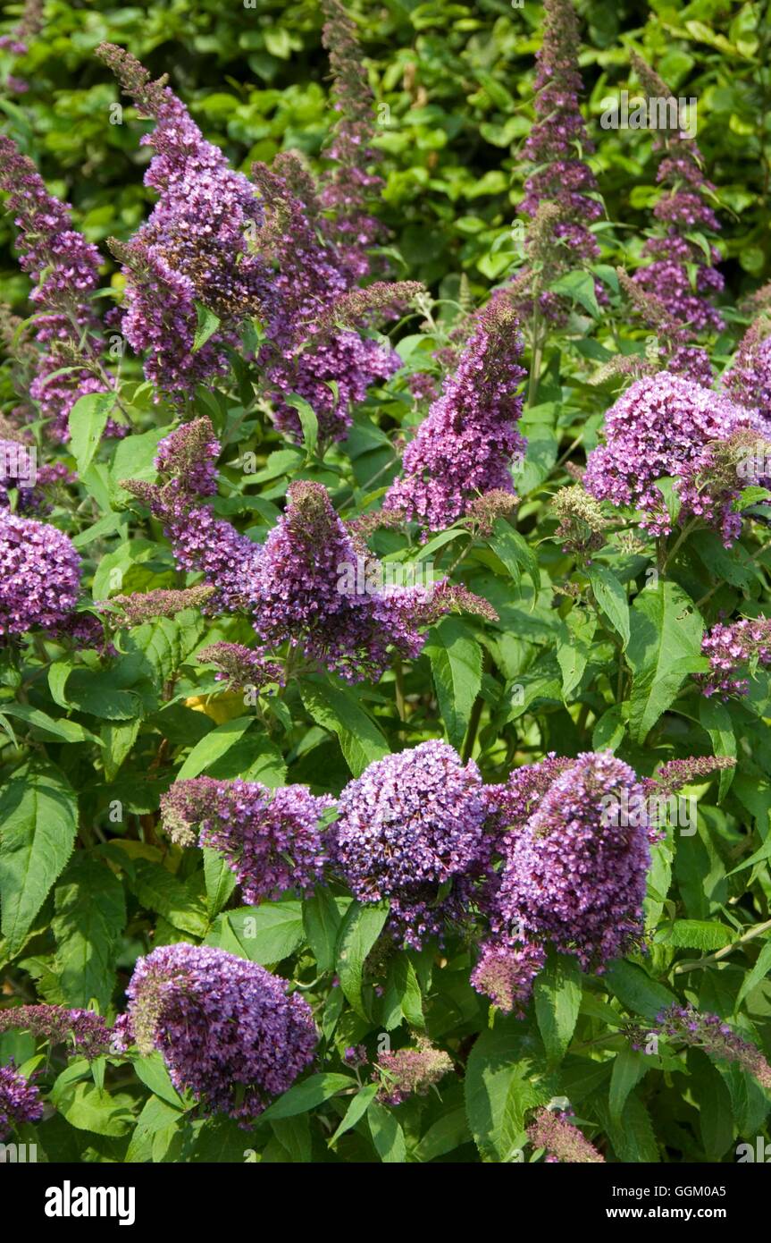 Buddleja davidii 'Peacock' MIW253522 Stock Photo - Alamy