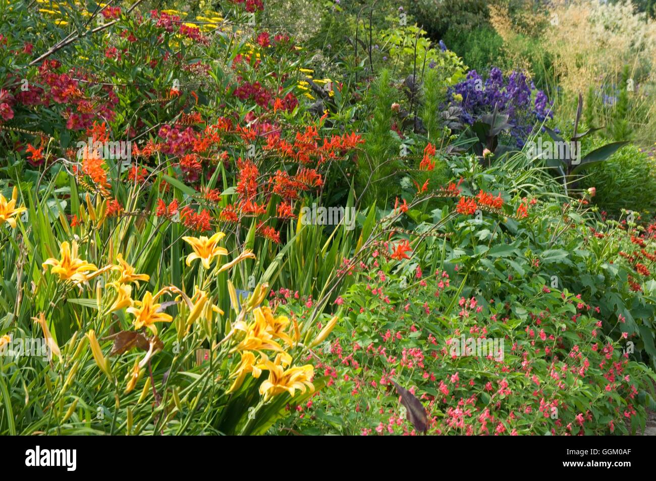 Summer Border- with Hemerocallis  Crocosmia and Salvia   MIW253529  /Photosho Stock Photo