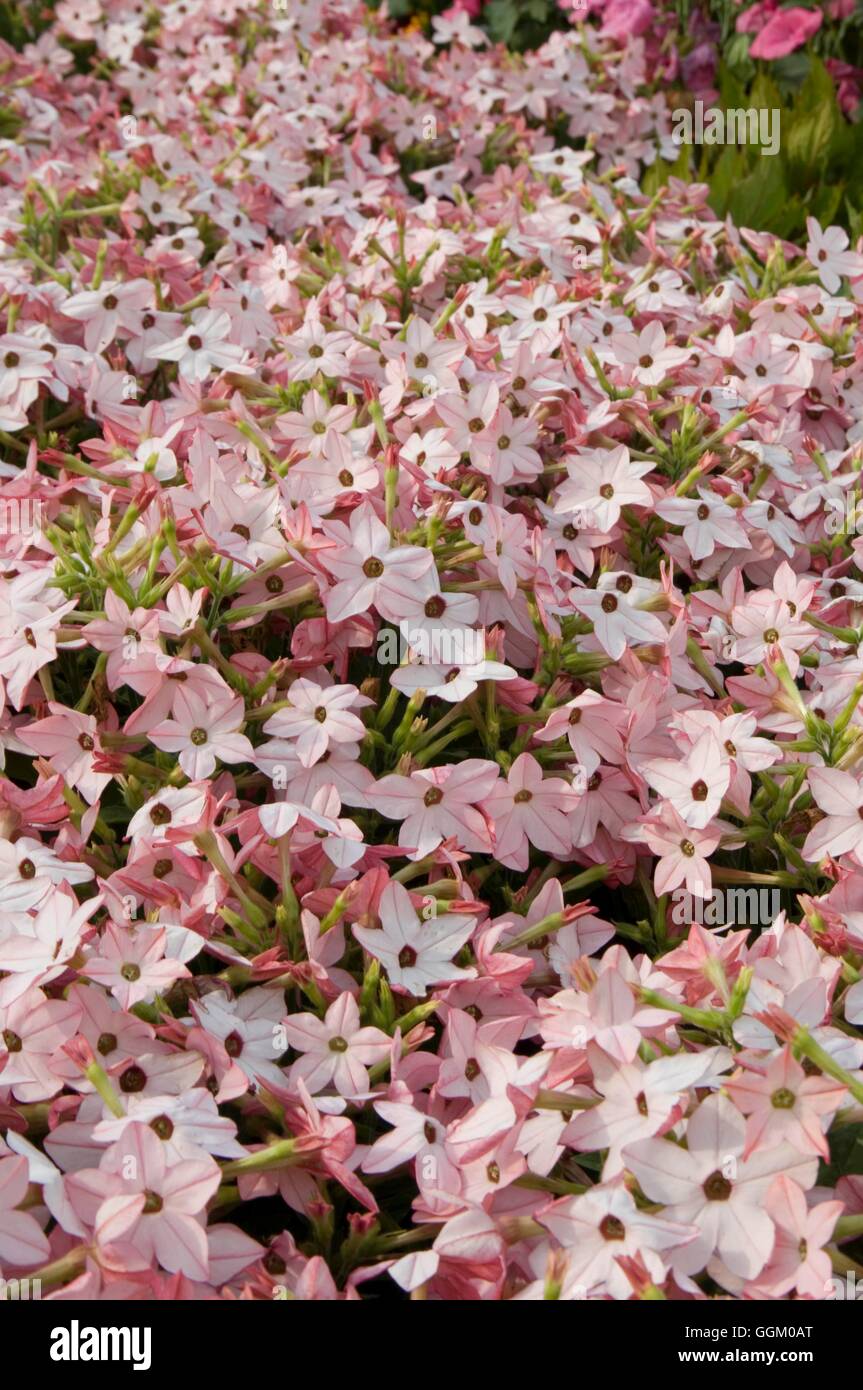 Nicotiana 'Avalon Bright Pink'   MIW253539 Stock Photo