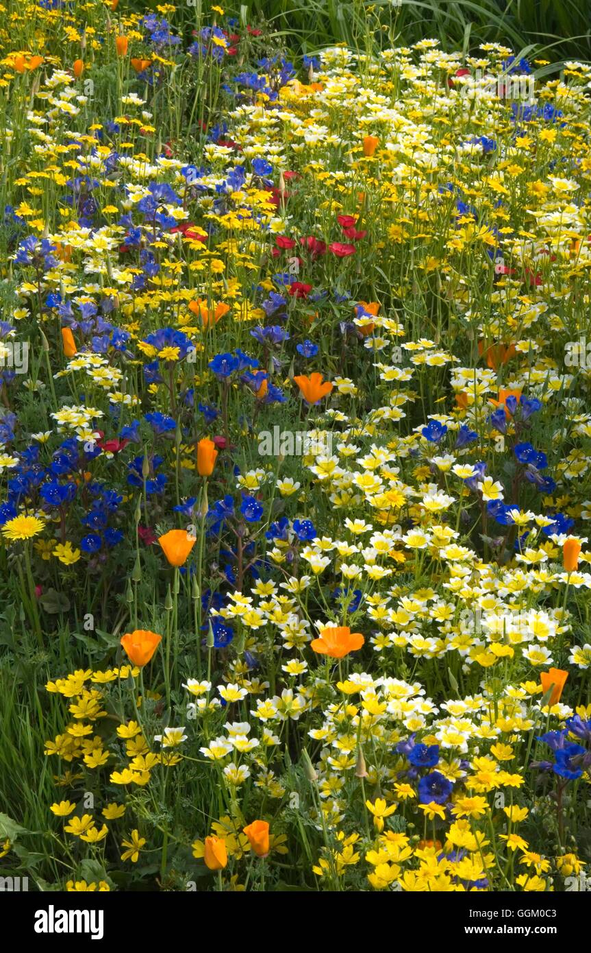 Chelsea Flower Show 2007- - Californian Wild Flowers on 'The Fetzer Sustainable Winery Garden' - Gold Medal- - (Please credit: P Stock Photo