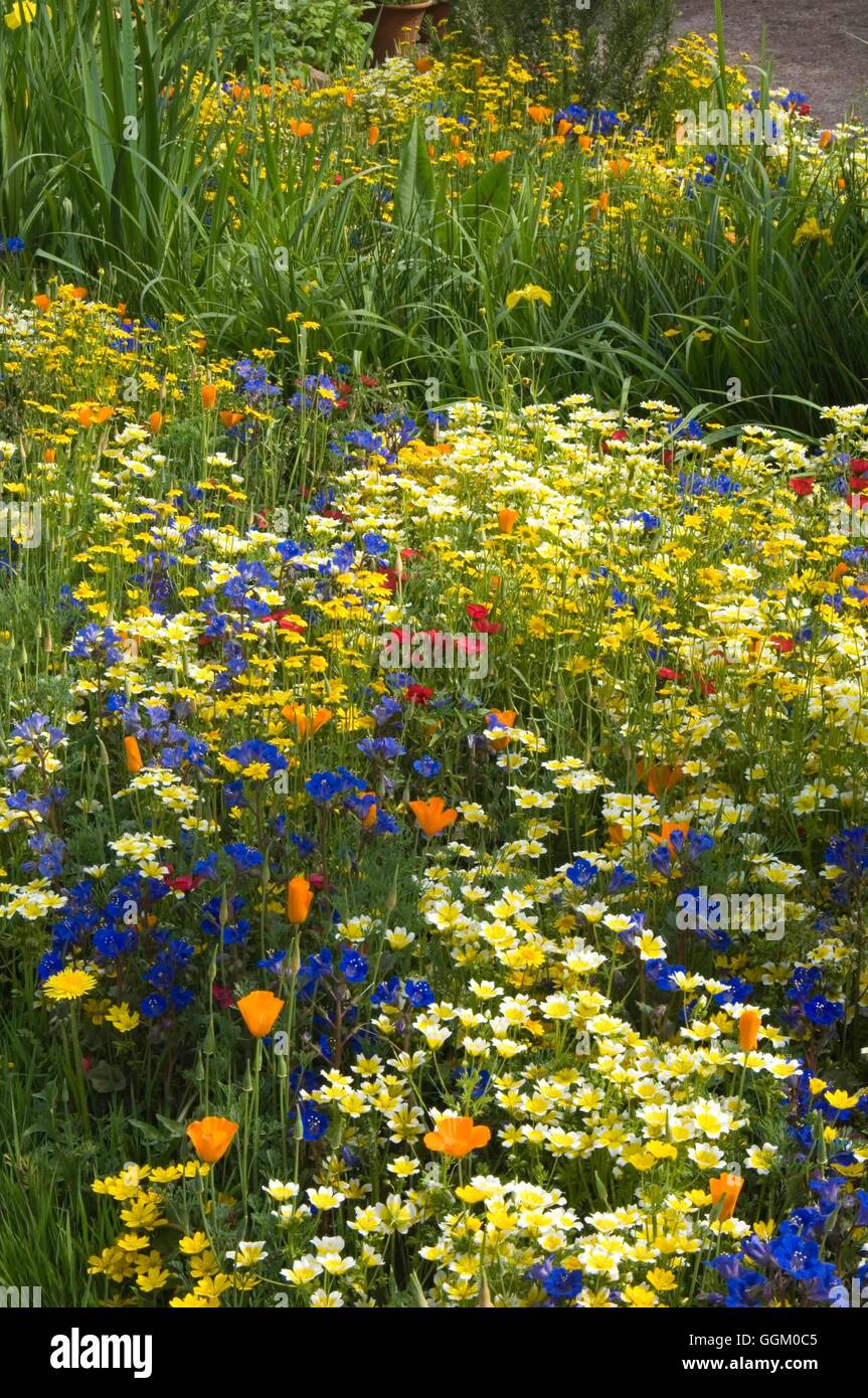 Chelsea Flower Show 2007- - Californian Wild Flowers on 'The Fetzer Sustainable Winery Garden' - Gold Medal- - (Please credit: P Stock Photo