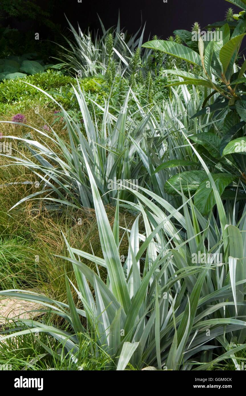 Chelsea Flower Show 2007- Astelia cathamica 'Silver Spear' as a feature on - The Westland Garden designed by Diarmuid Gavin- and Stock Photo