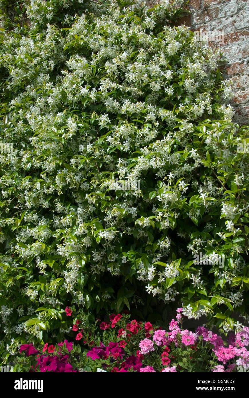 Trachelospermum jasminoides   MIW253608 Stock Photo