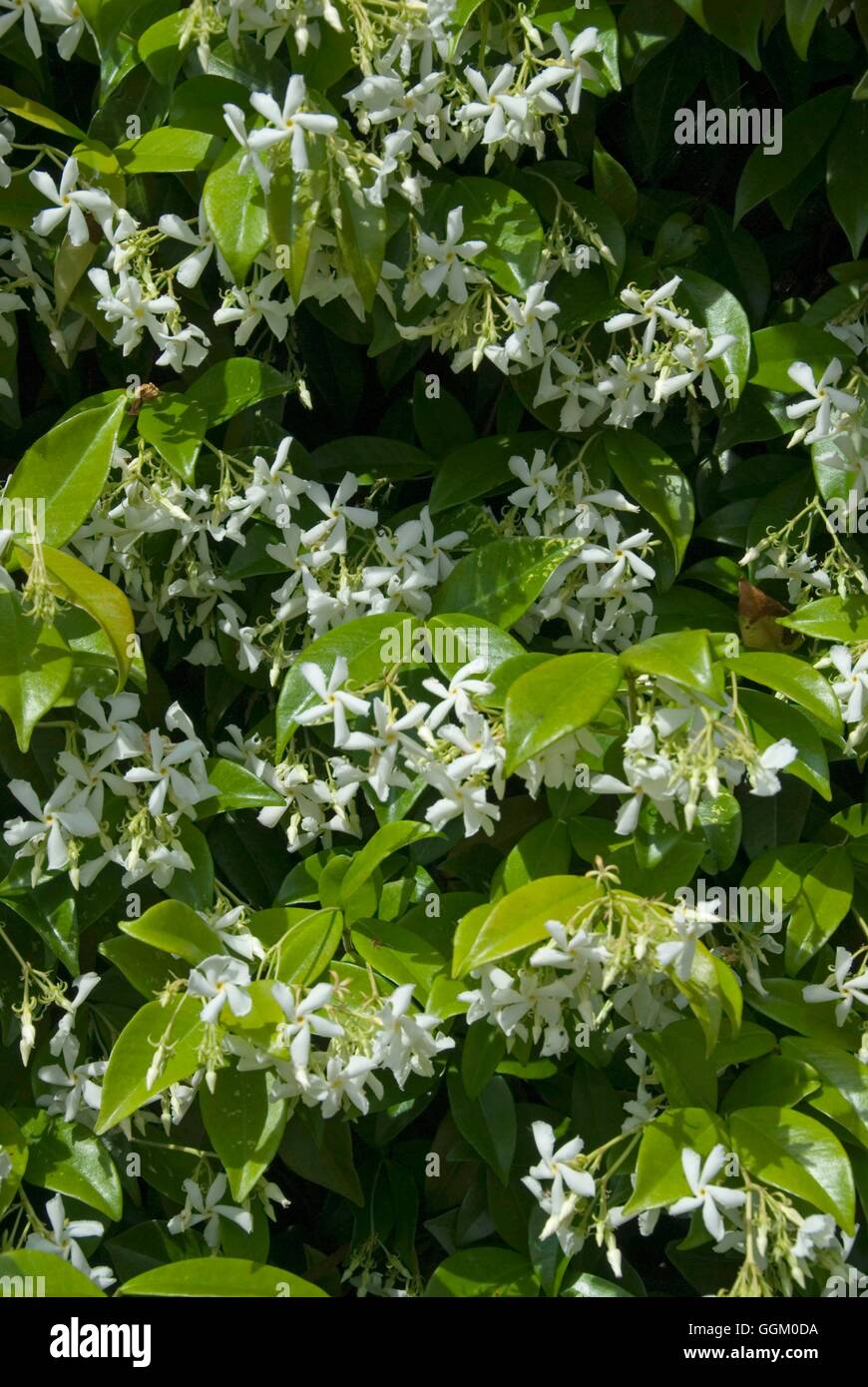 Trachelospermum jasminoides   MIW253609 Stock Photo