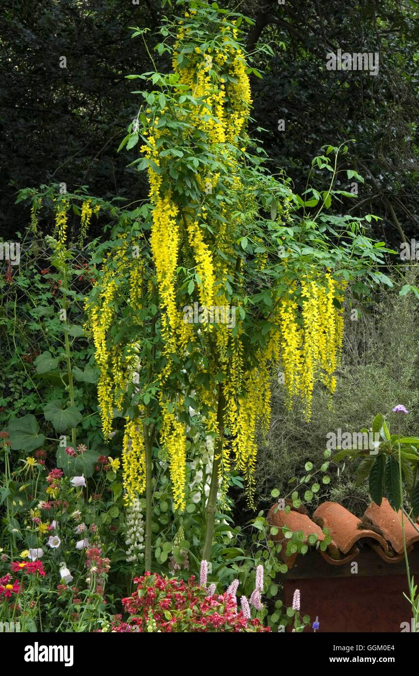 Laburnum x watereri 'Vossii'   MIW253628 Stock Photo