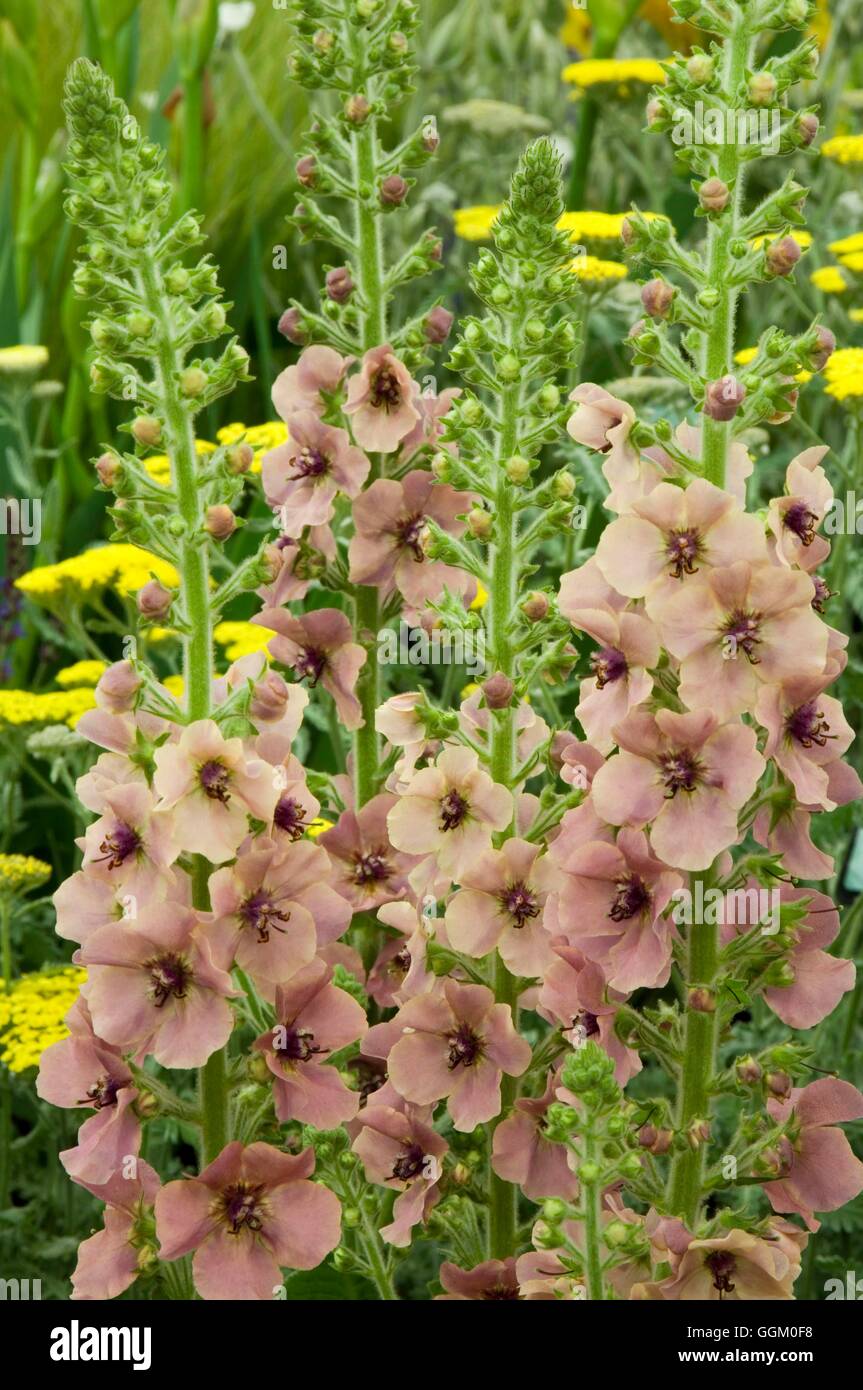 Verbascum 'Merlin'   MIW253653 Stock Photo