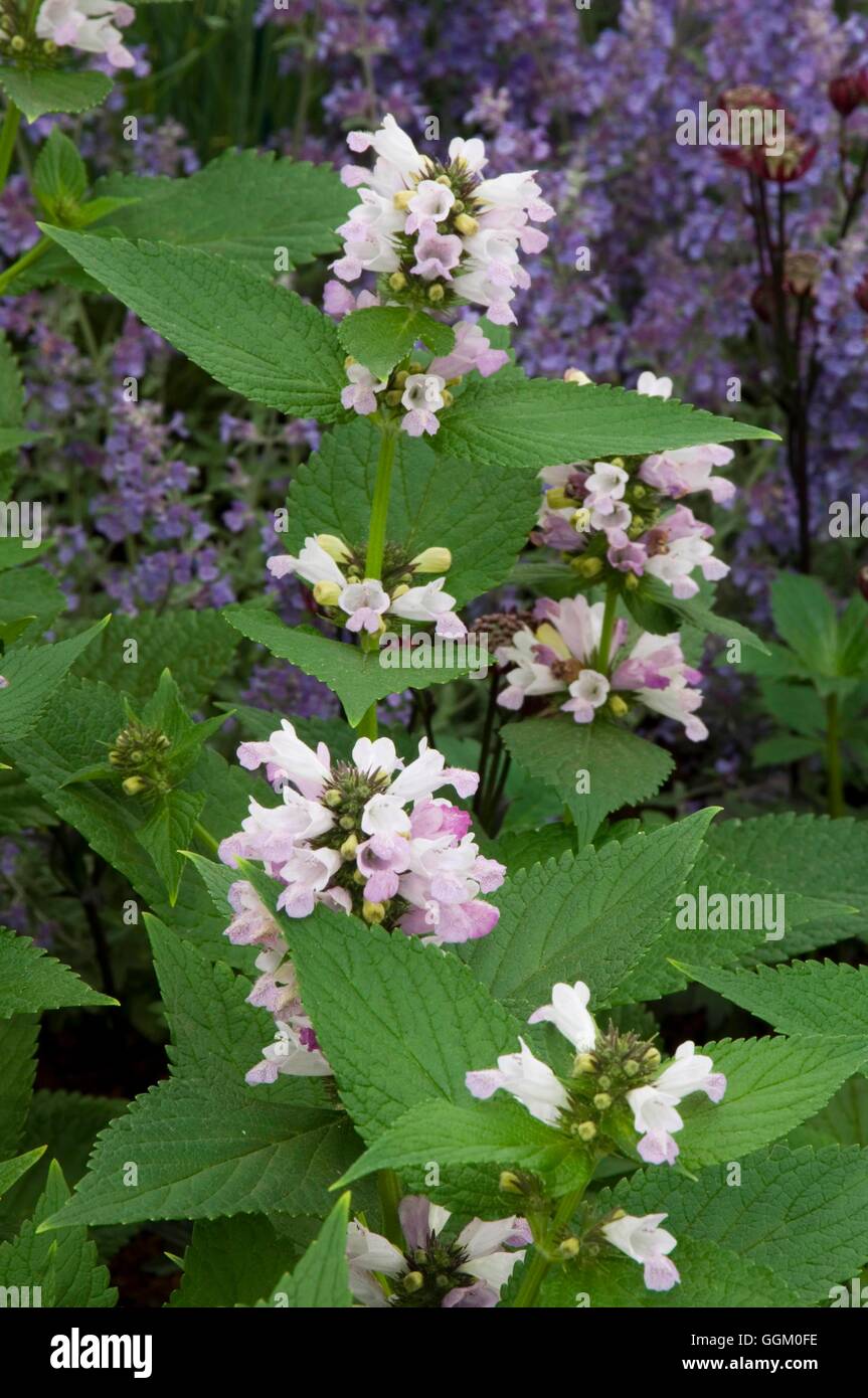 Nepeta subsessilis 'Sweet Dreams'   MIW253658 Stock Photo