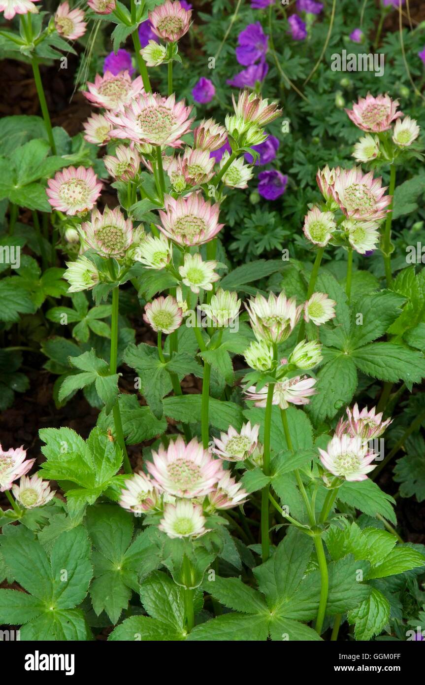 Astrantia major 'Roma'   MIW253659 Stock Photo