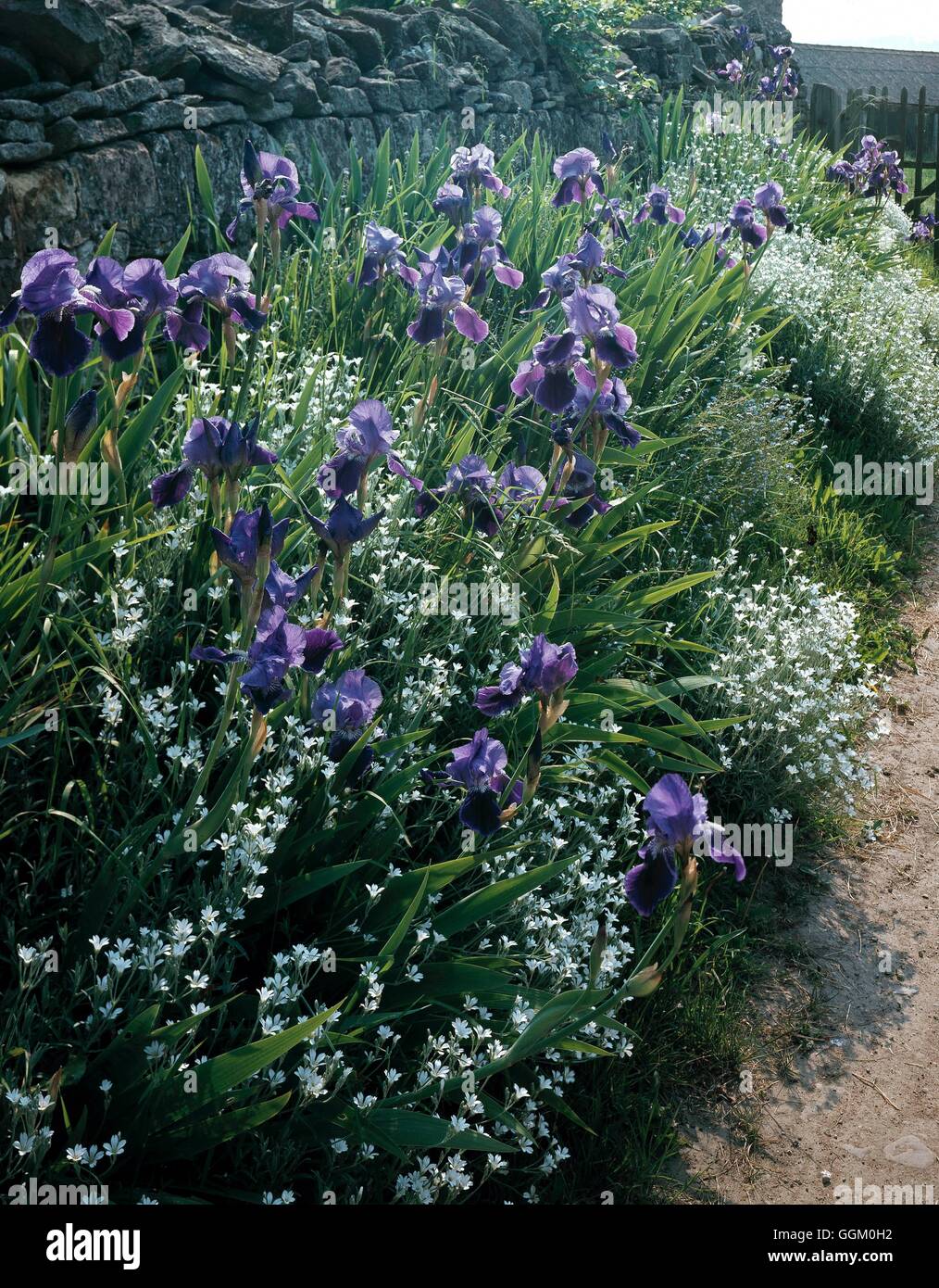 Bearded iris border hi-res stock photography and images - Alamy