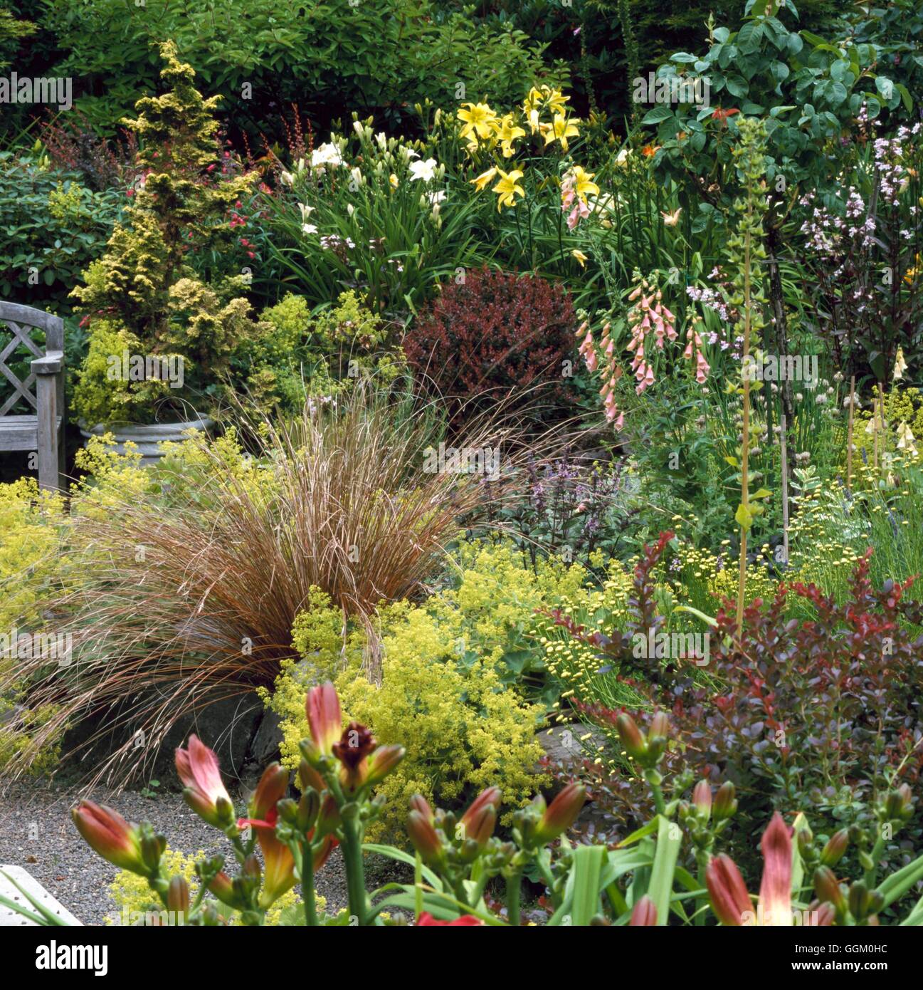 Mixed Border - (Garden of Selby Key  Portland  USA)   MXB101772 Stock Photo