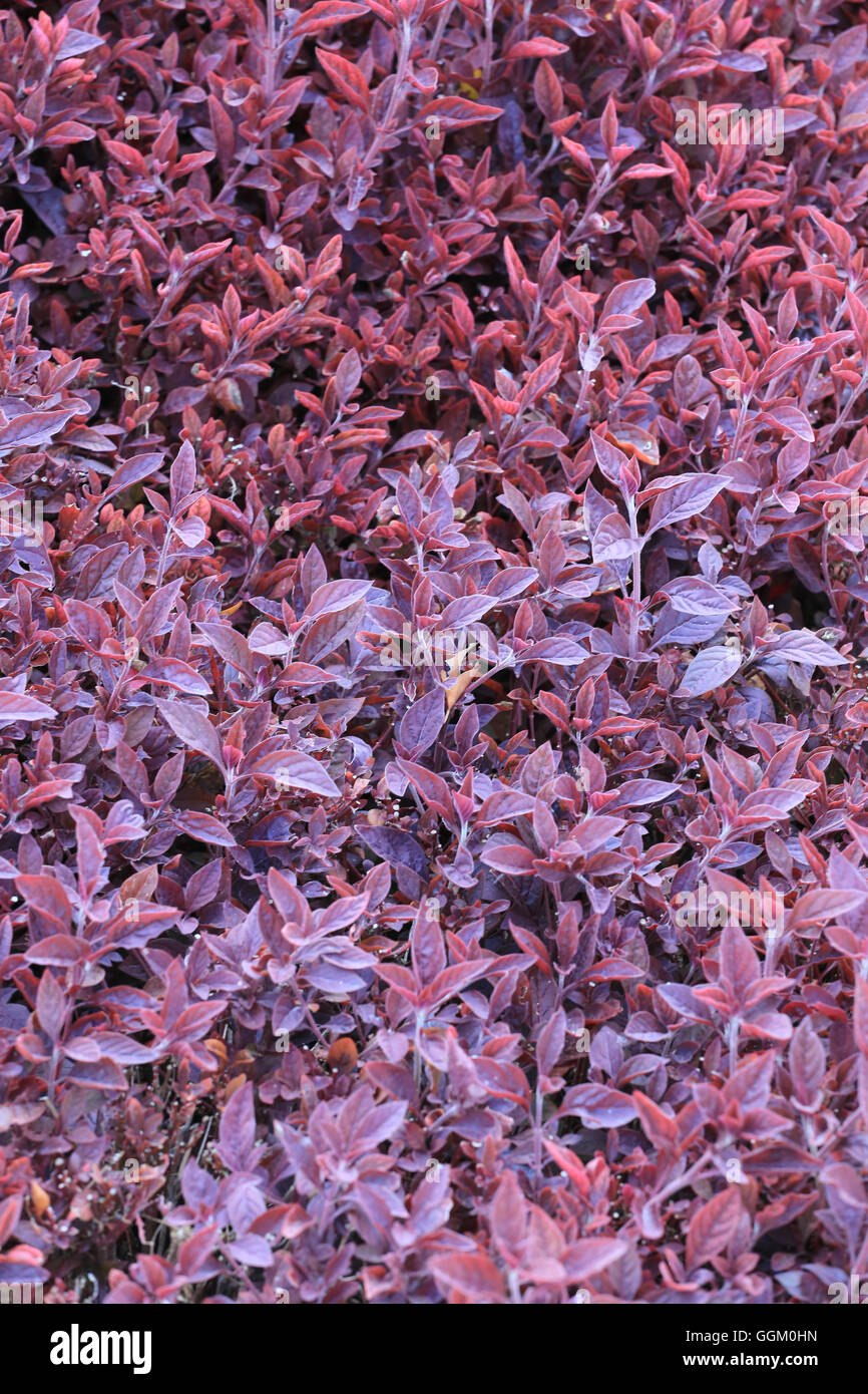Purple leaf ornamental plant hi-res stock photography and images - Alamy