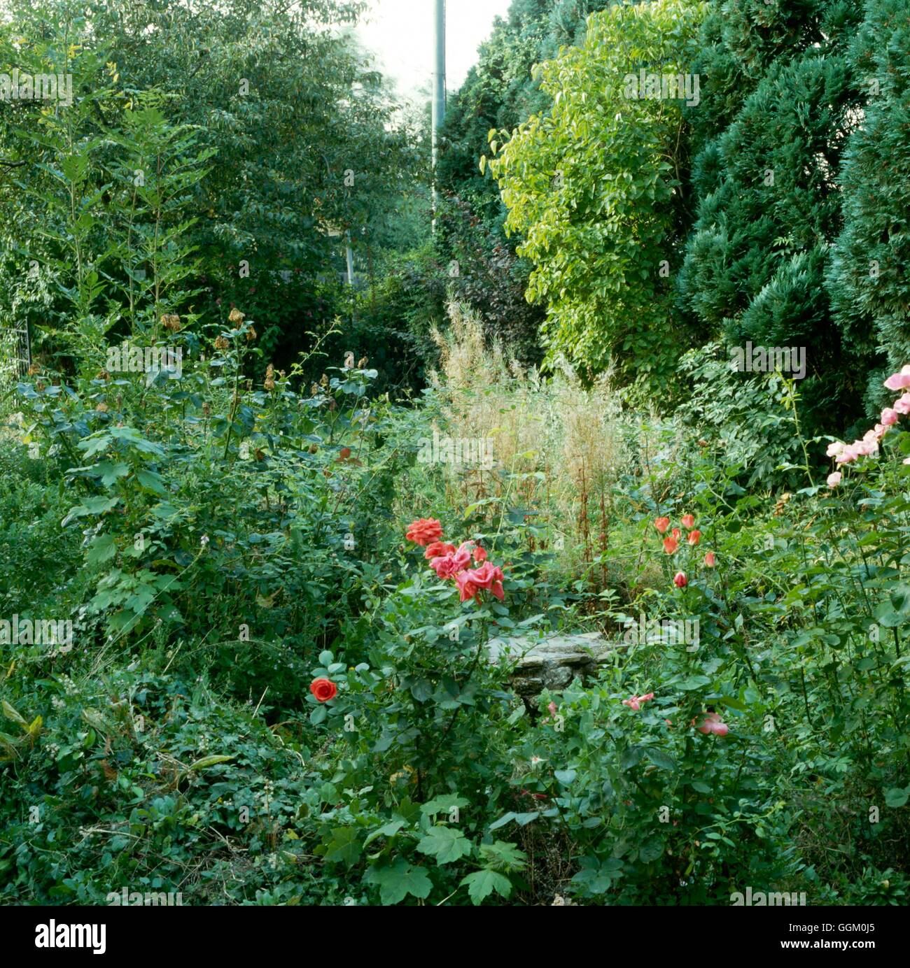 Wild overgrown garden hires stock photography and images Alamy