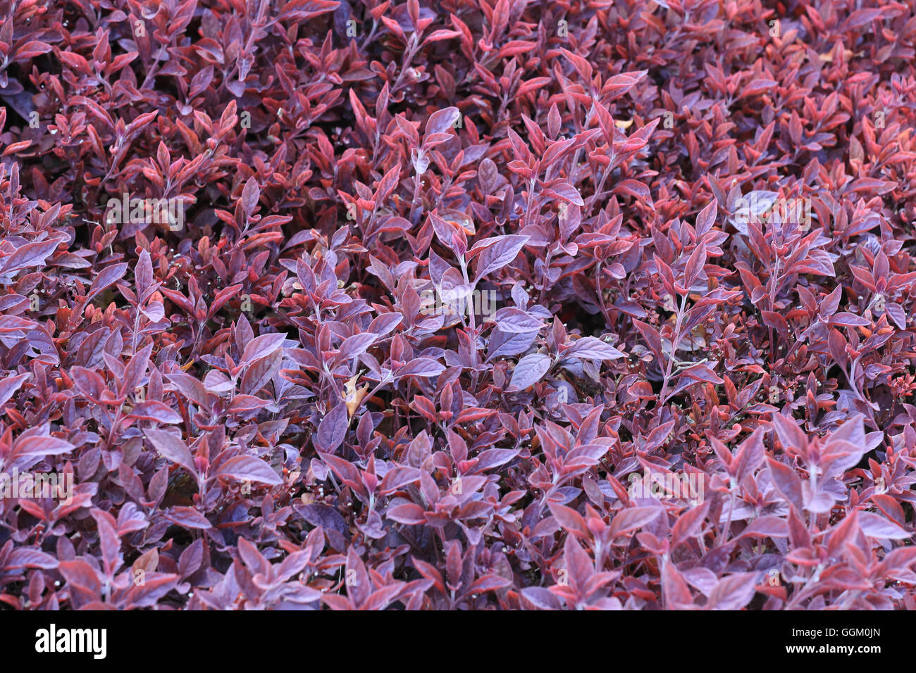 Leaf tree hi-res stock photography and images - Alamy