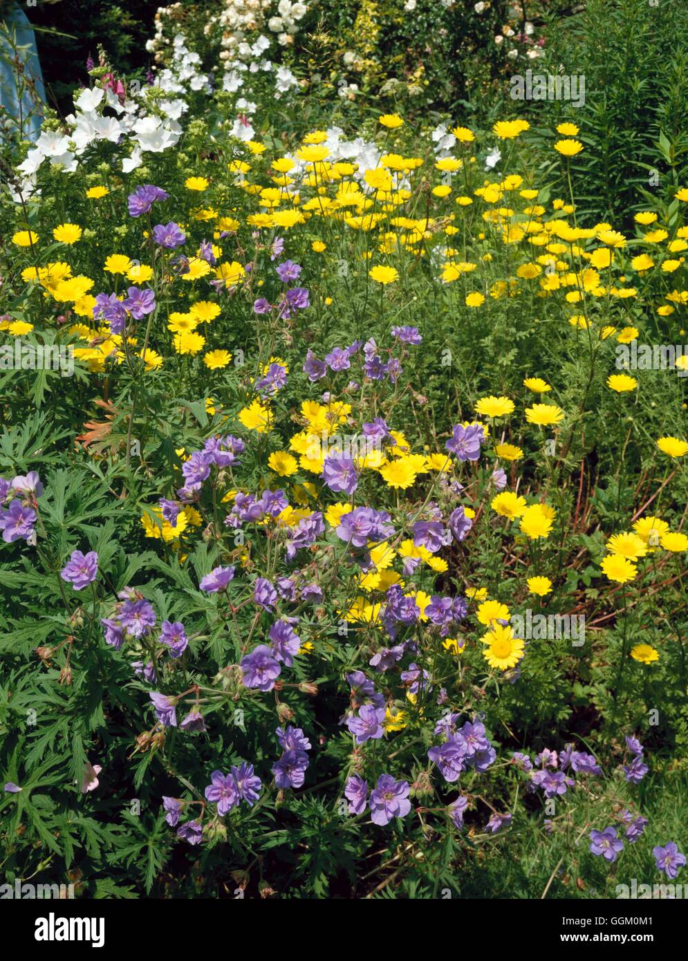 One Colour Border - Blue & Gold - with Anthemis tinctoria and Geranium pratense `Plenum Caeruleum'   OCB080775  Compul Stock Photo