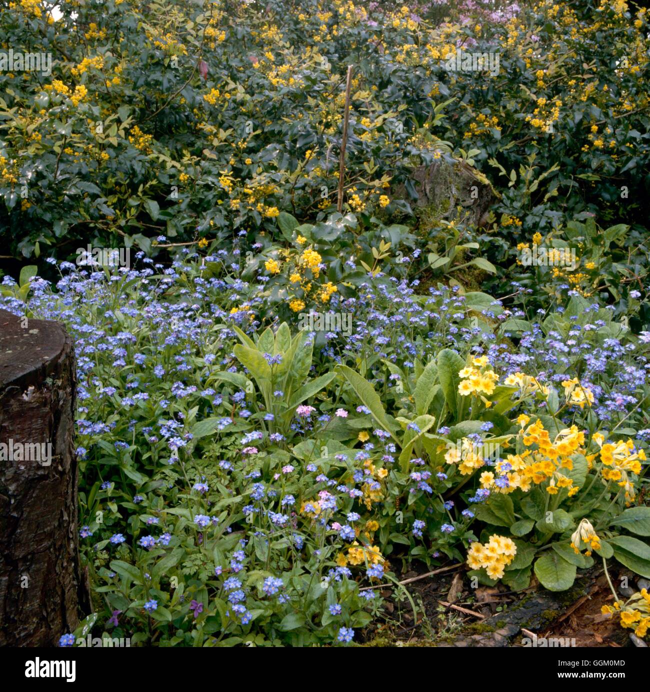 One Colour Border - Blue & Gold - with Mahonia  Oxlips and Forget-me-Nots (Please credit: Photos Horticultural/NGS Mrs Seiffer Stock Photo