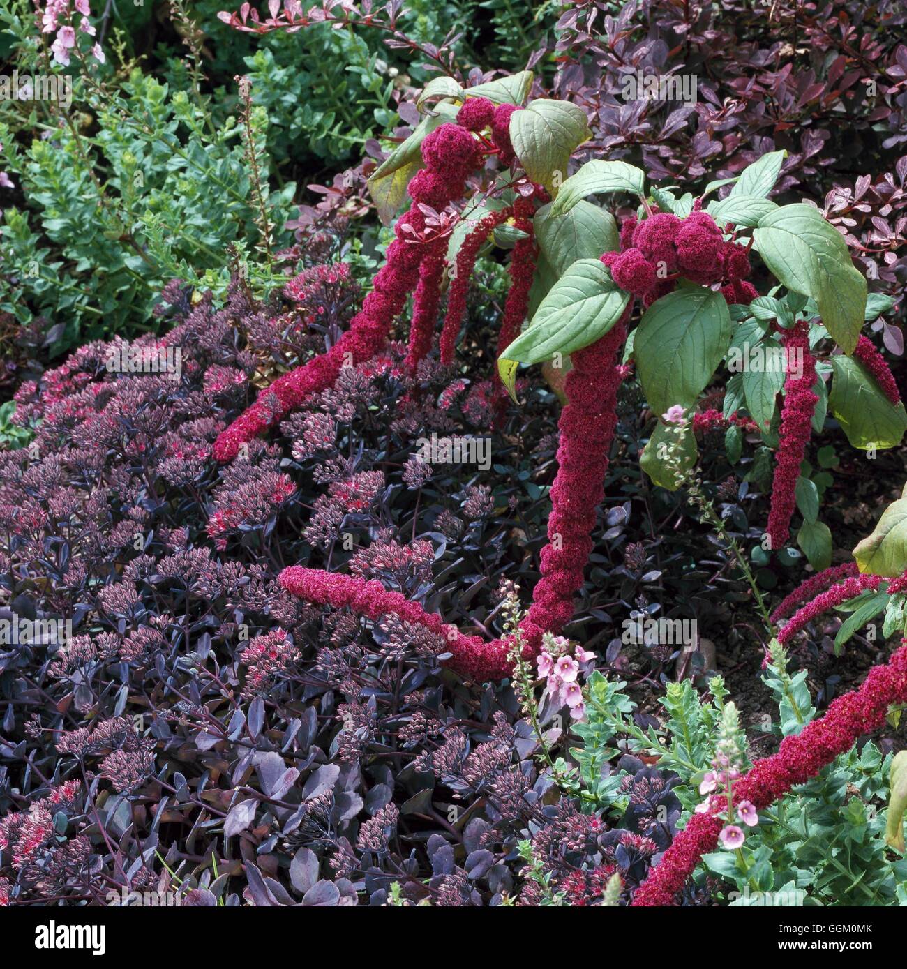One Colour Border - Red - with Amaranthus caudatus  Berberis  Sedum 'Bertram Anderson' and Diascia   OCB090419  Compul Stock Photo