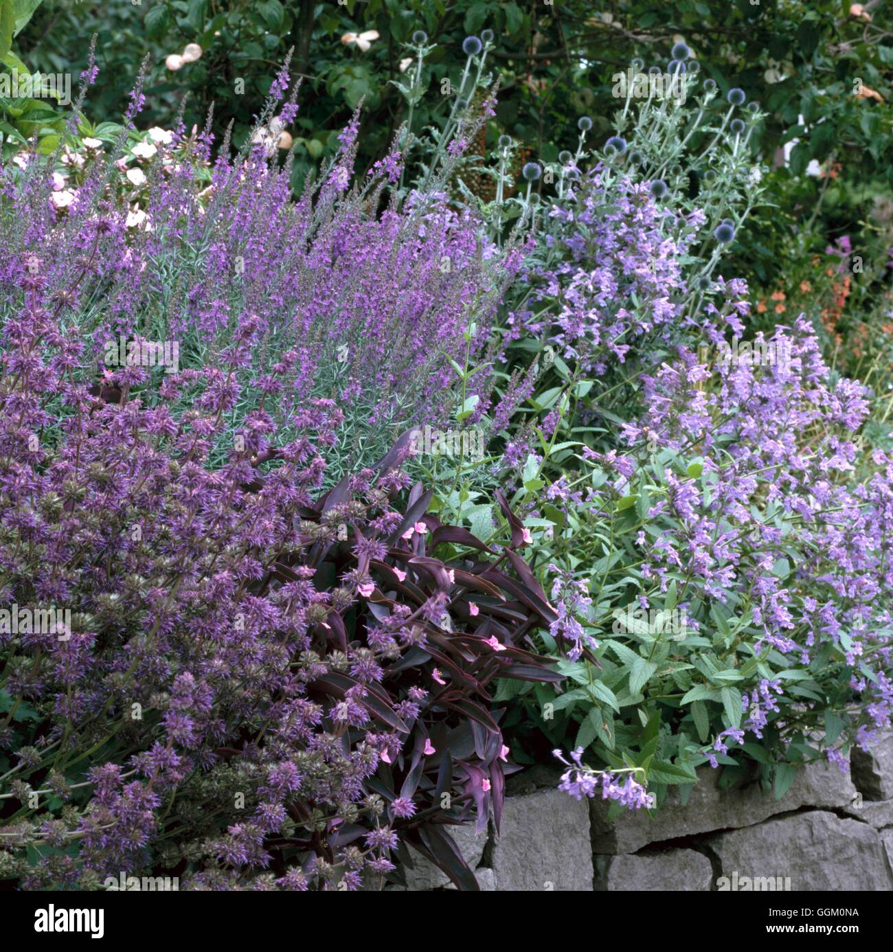 One Colour Border - Purple - with Echinops  Salvias  Linaria and Tradescantia. (Please credit: Photos Hort/designer Lucy Hardima Stock Photo