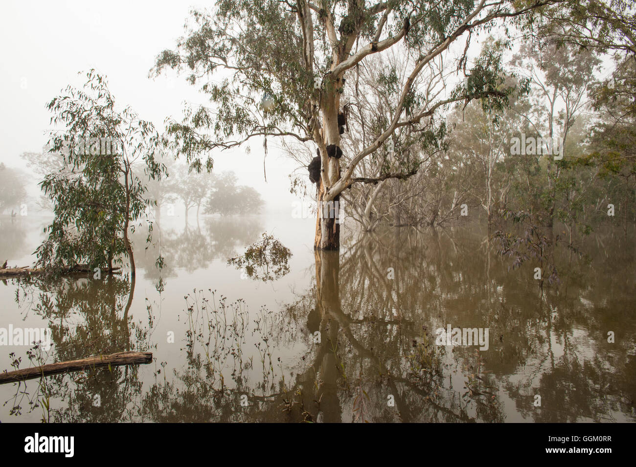 Murray River, Murray Valley, Victoria Stock Photo Alamy