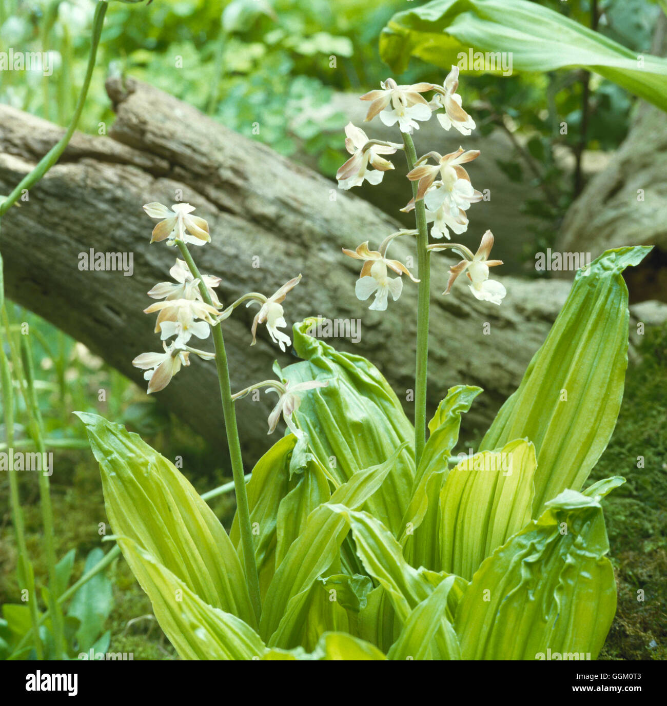 Calanthe discolor   ORC058116 Stock Photo