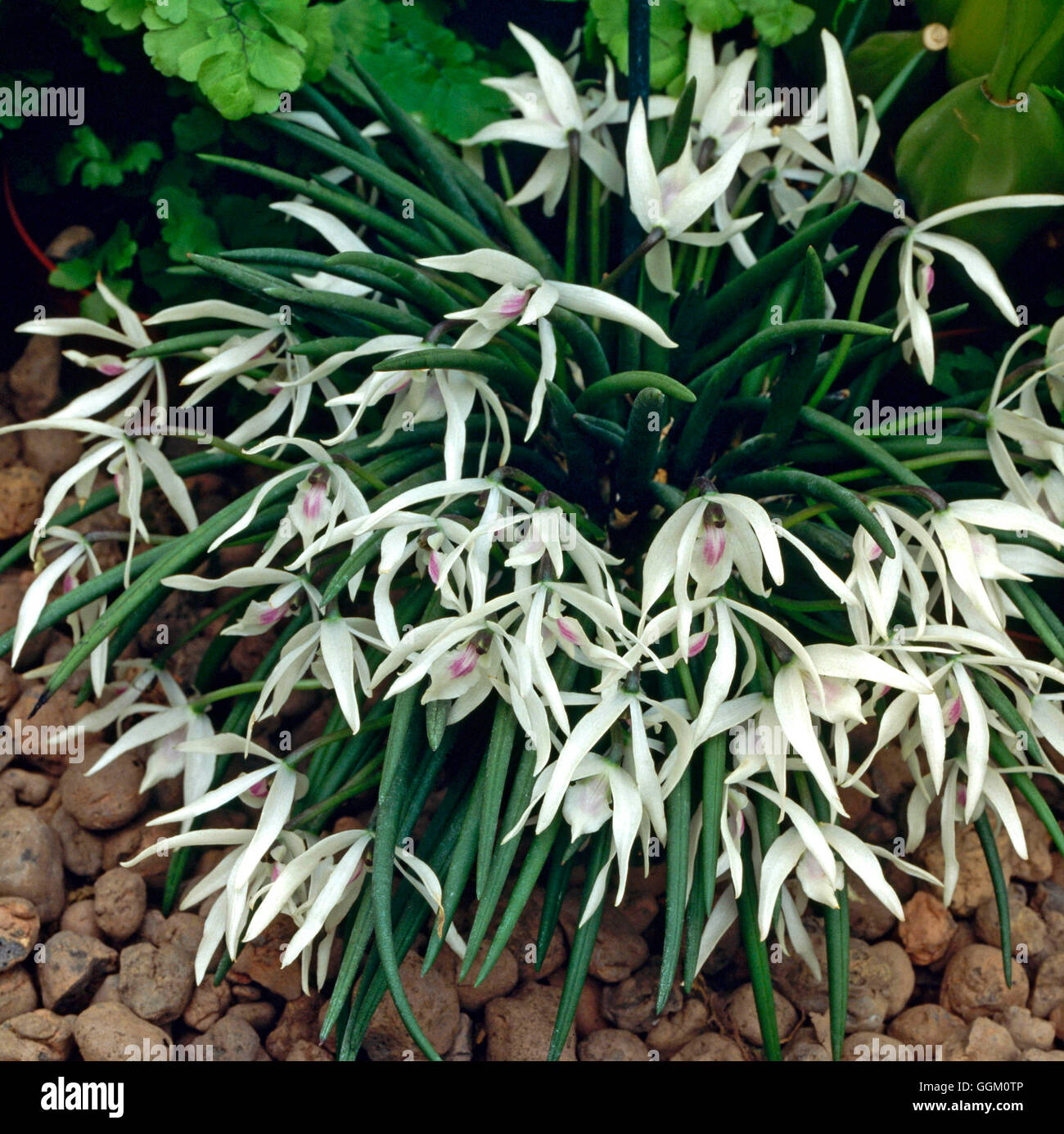 Leptotes Leptotes bicolor ORC059071 Stock Photo - Alamy
