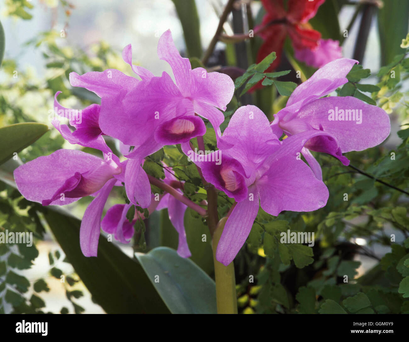 Cattleya bowringiana   ORC105329 Stock Photo