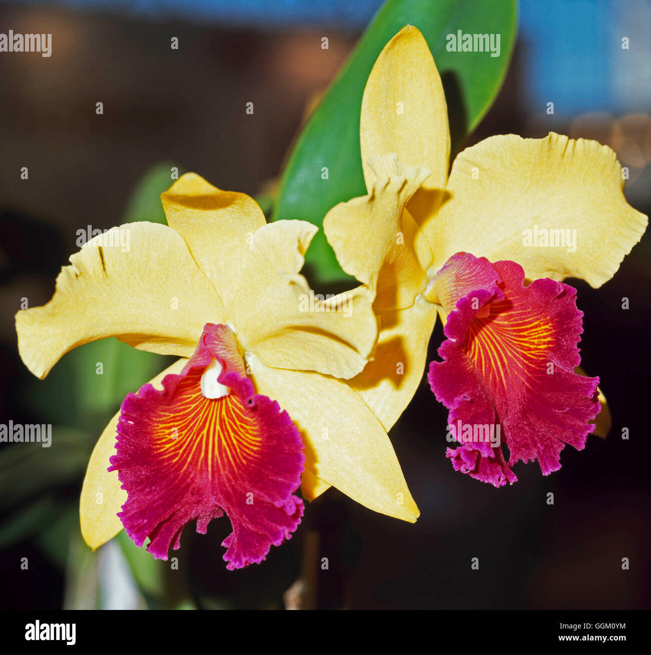 Cattleya 'Tip Malee'   ORC111845 Stock Photo
