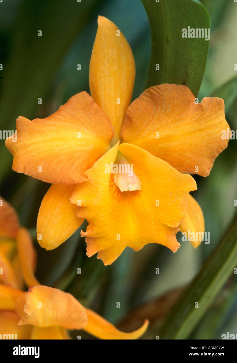 Brassolaeliocattleya Bouton d'or 'Lewis'   ORC111883 Stock Photo