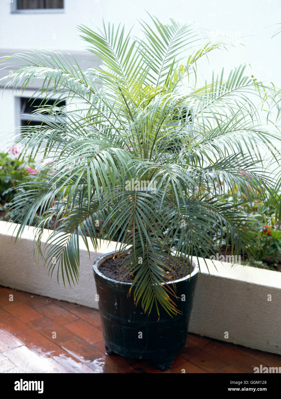 Phoenix Roebelenii AGM Miniature Date Palm PAL019899 Stock Photo Alamy Phoenix roebelenii agm miniature date palm pal019899 stock photo alamy