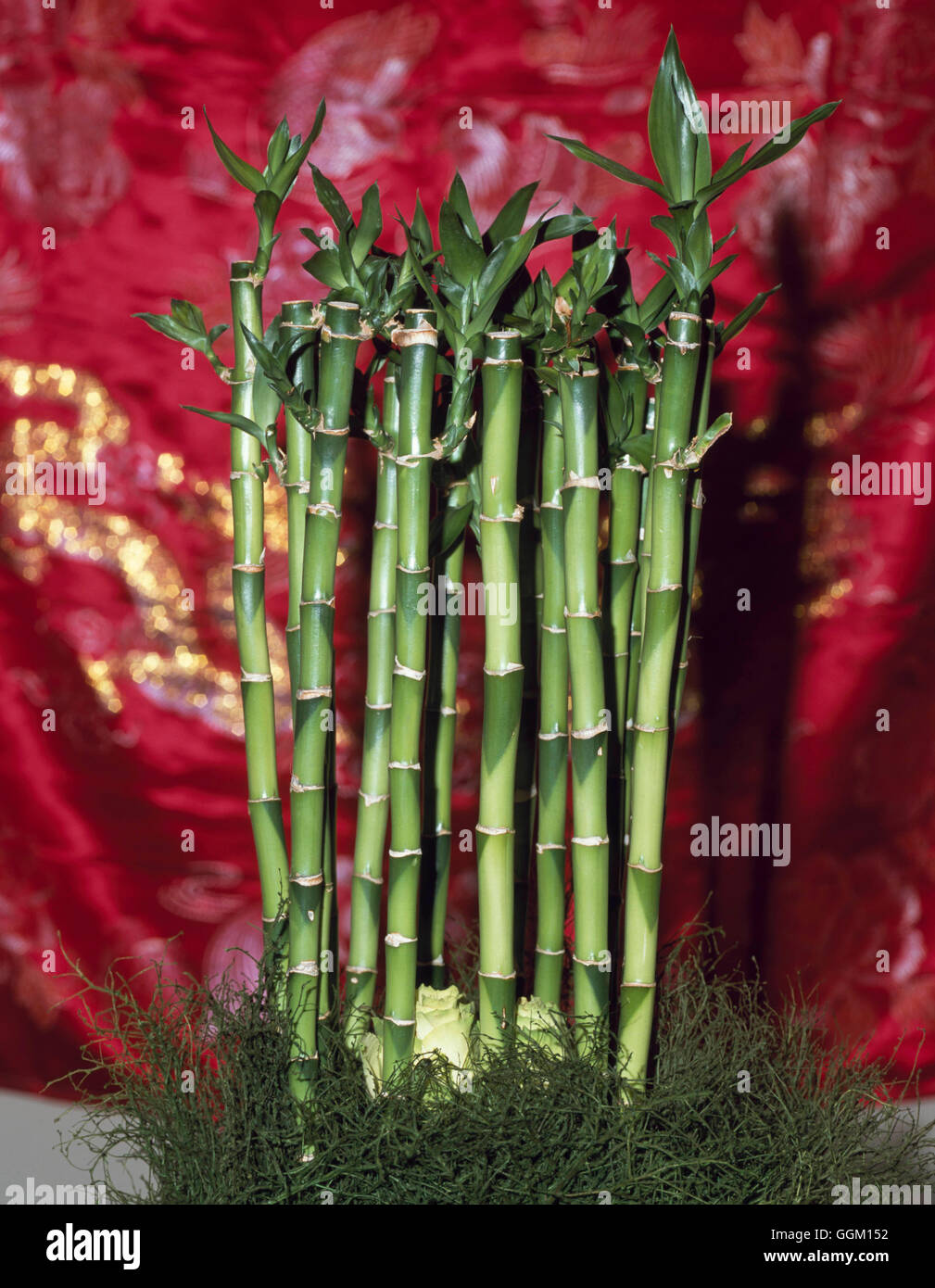 Dracaena sanderiana - Lucky Bamboo   PAL110153 Stock Photo