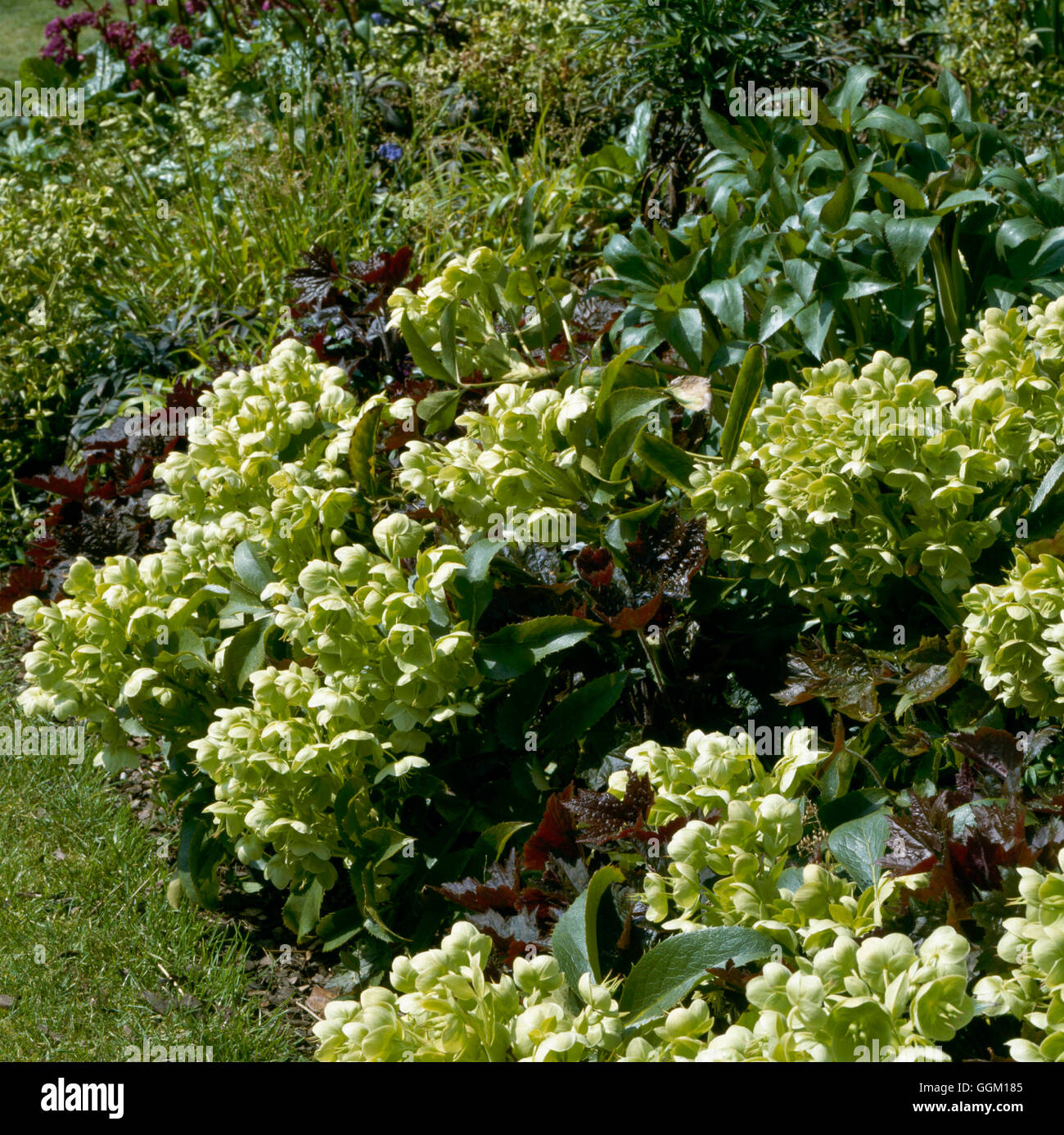 Plant Association - with Helleborus argutifolius and Heucera micrantha var. diversifolia `Palace Purple'   PAS063078 Stock Photo