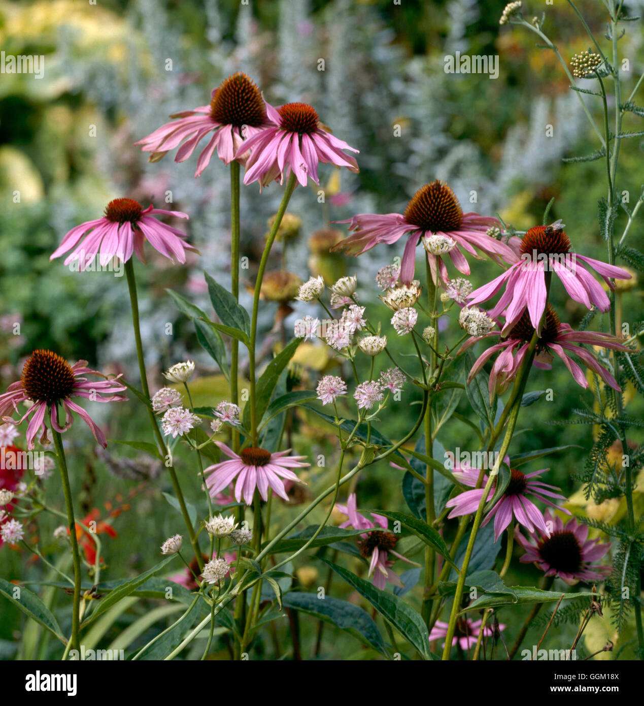 Plant Association Echinacea purpurea with Astrantia PAS072887 Stock