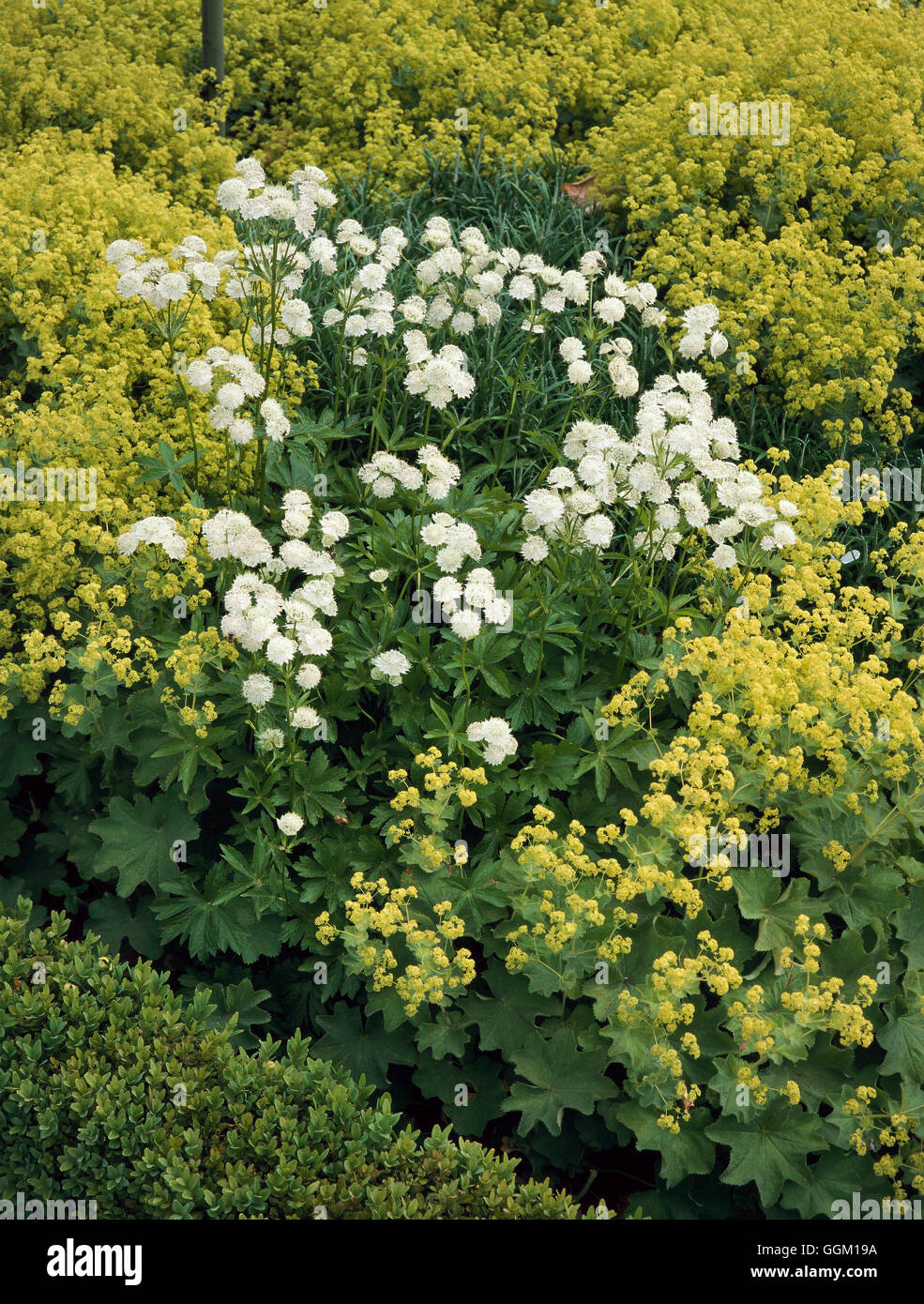 Plant Association - Astrantia with Alchemilla mollis   PAS083665 Stock Photo