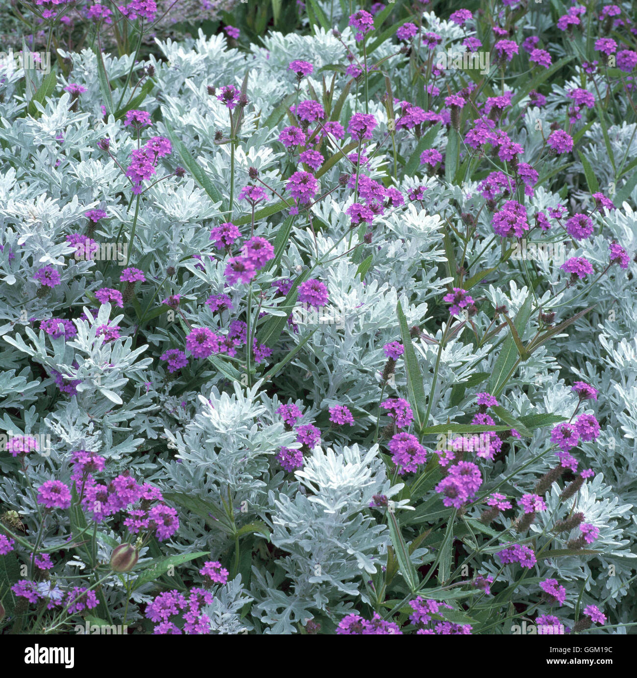 Plant Association - with Verbena rigida and Artemisia stelleriana 'Nana'   PAS084335     Photos Hort Stock Photo