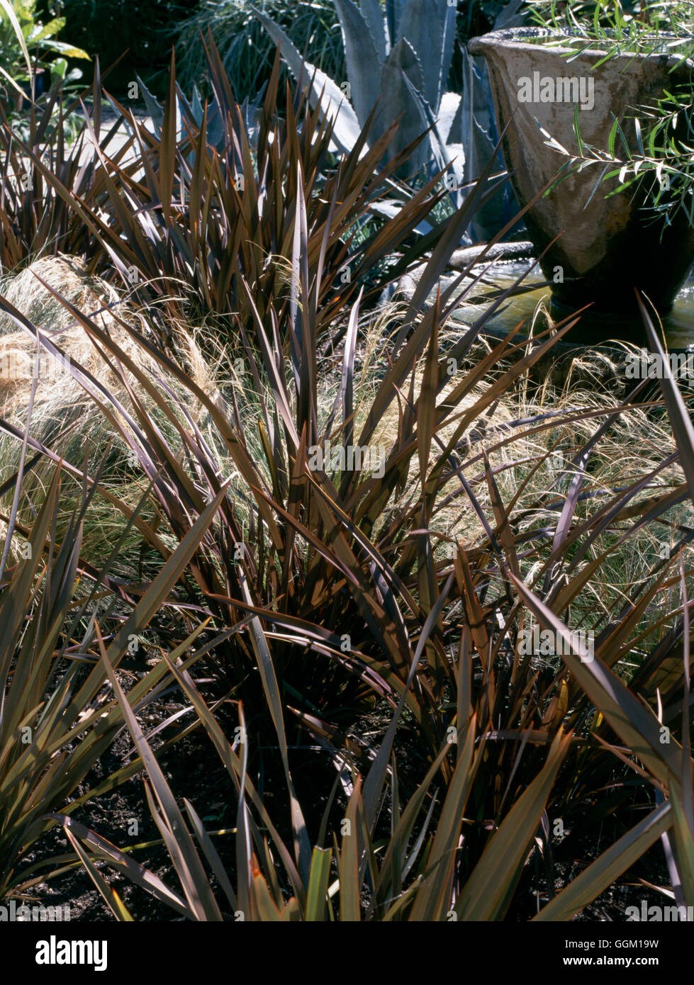 Plant Association - Stipa ramosissima with bronze Phormiums   PAS092249 Stock Photo