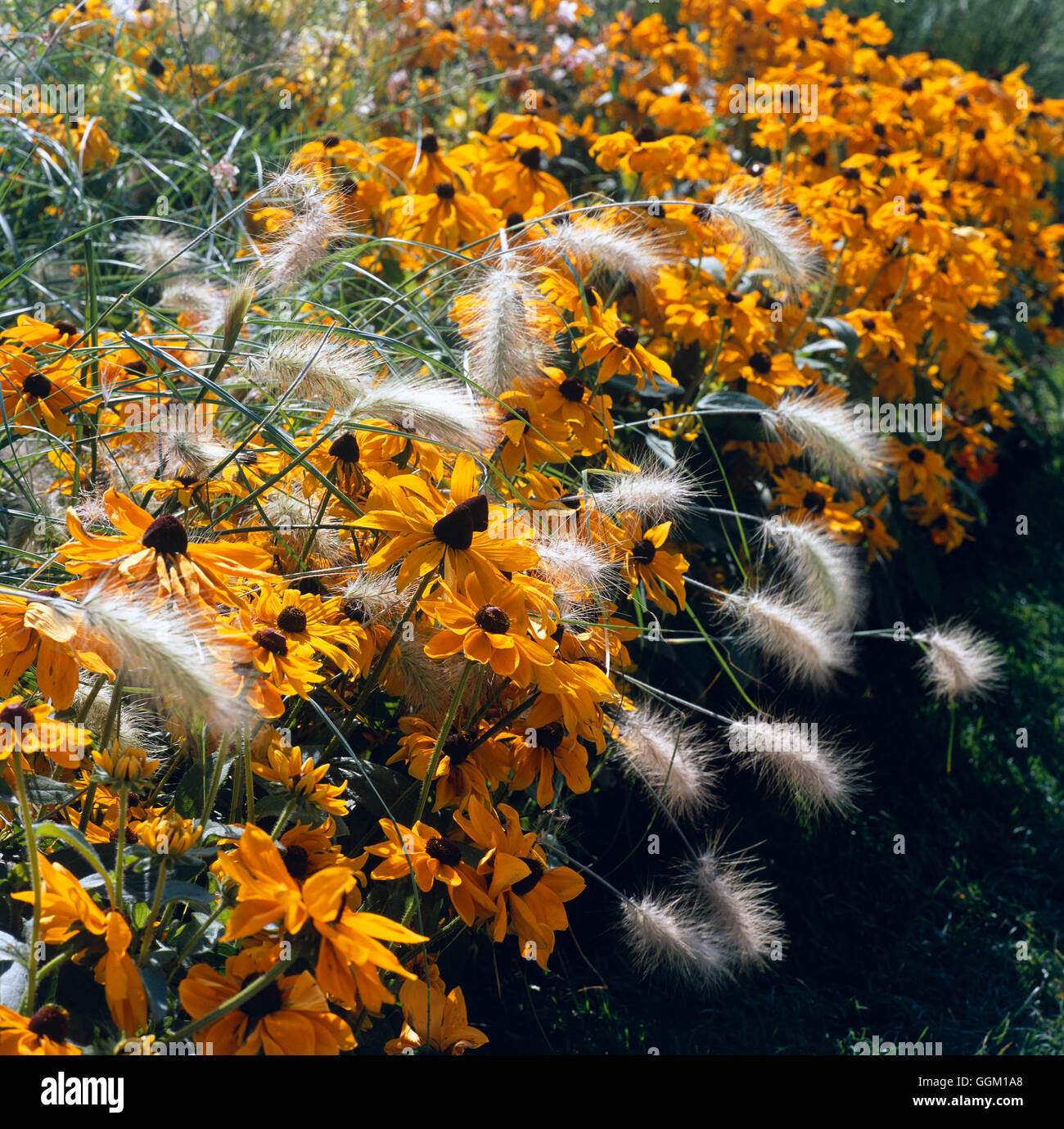Plant Association - Pennisetum villosum with Rudbeckias   PAS105224 Stock Photo