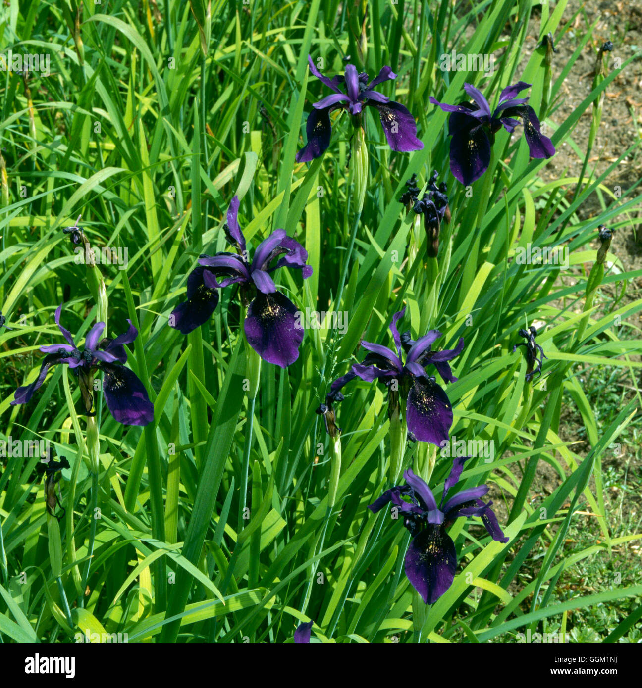 Iris chrysographes - Black form   PER026591 Stock Photo