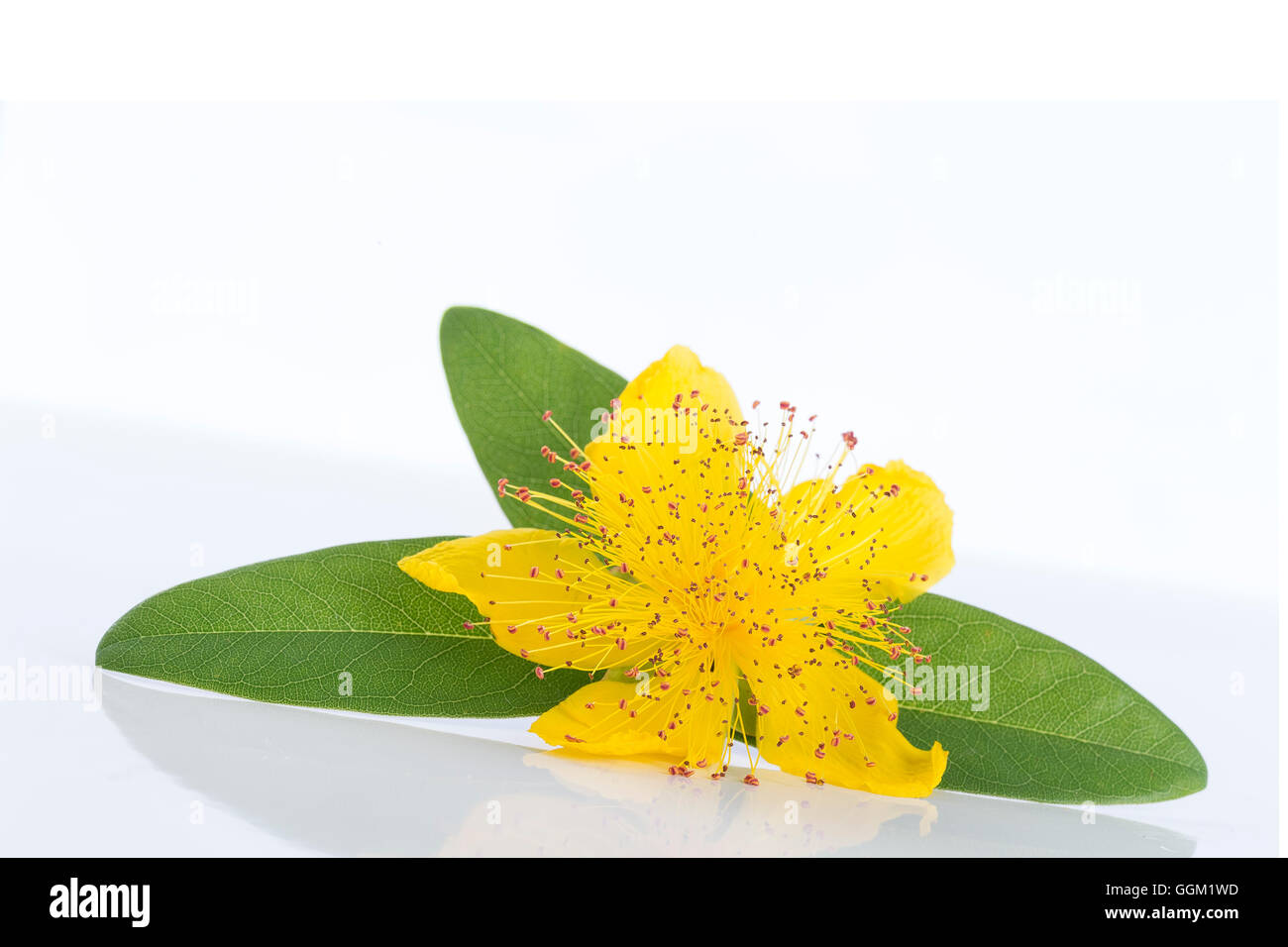 Isolated blossom of a hypericum flower Stock Photo