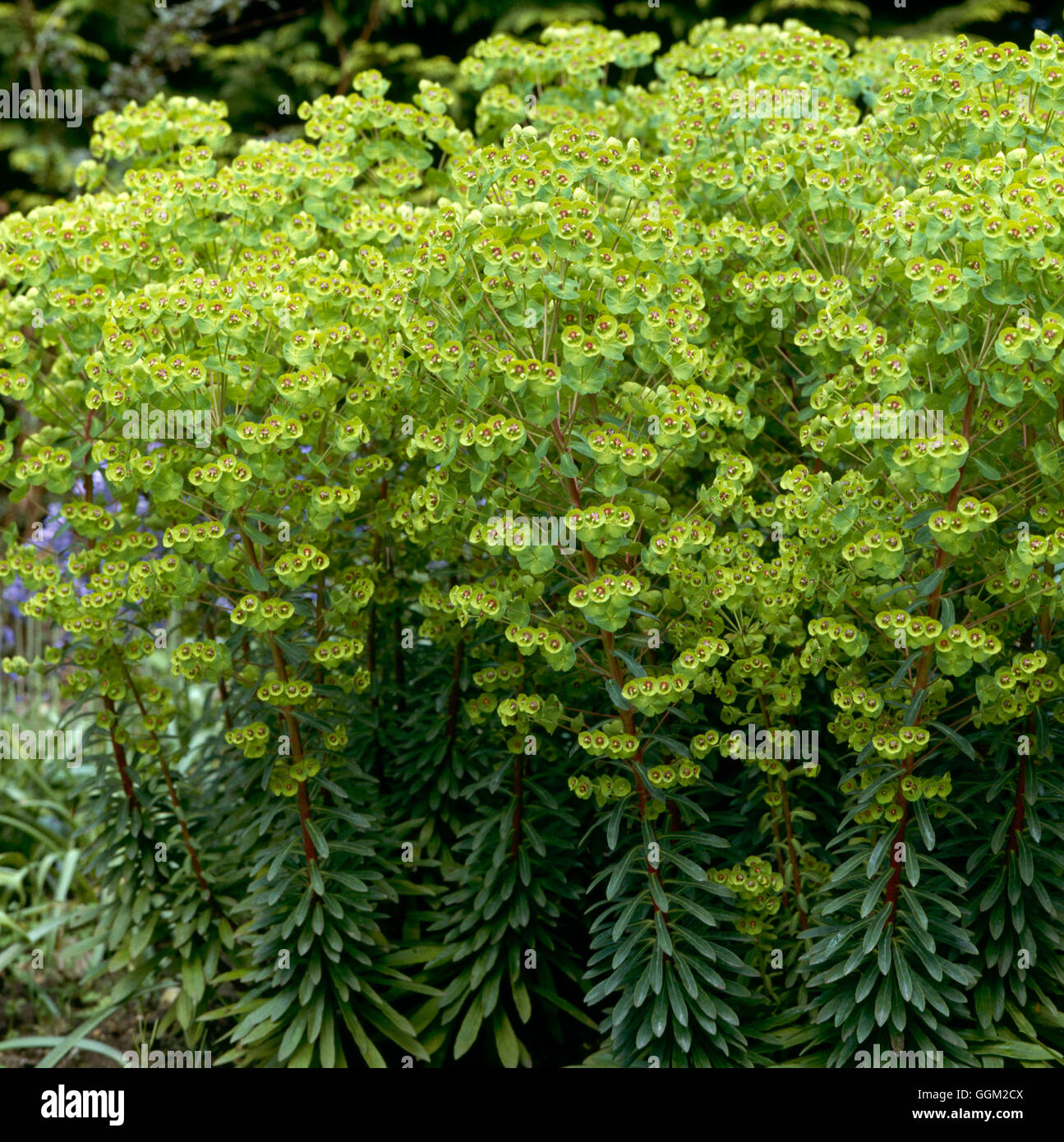 Euphorbia x martinii AGM.   PER063117 Stock Photo