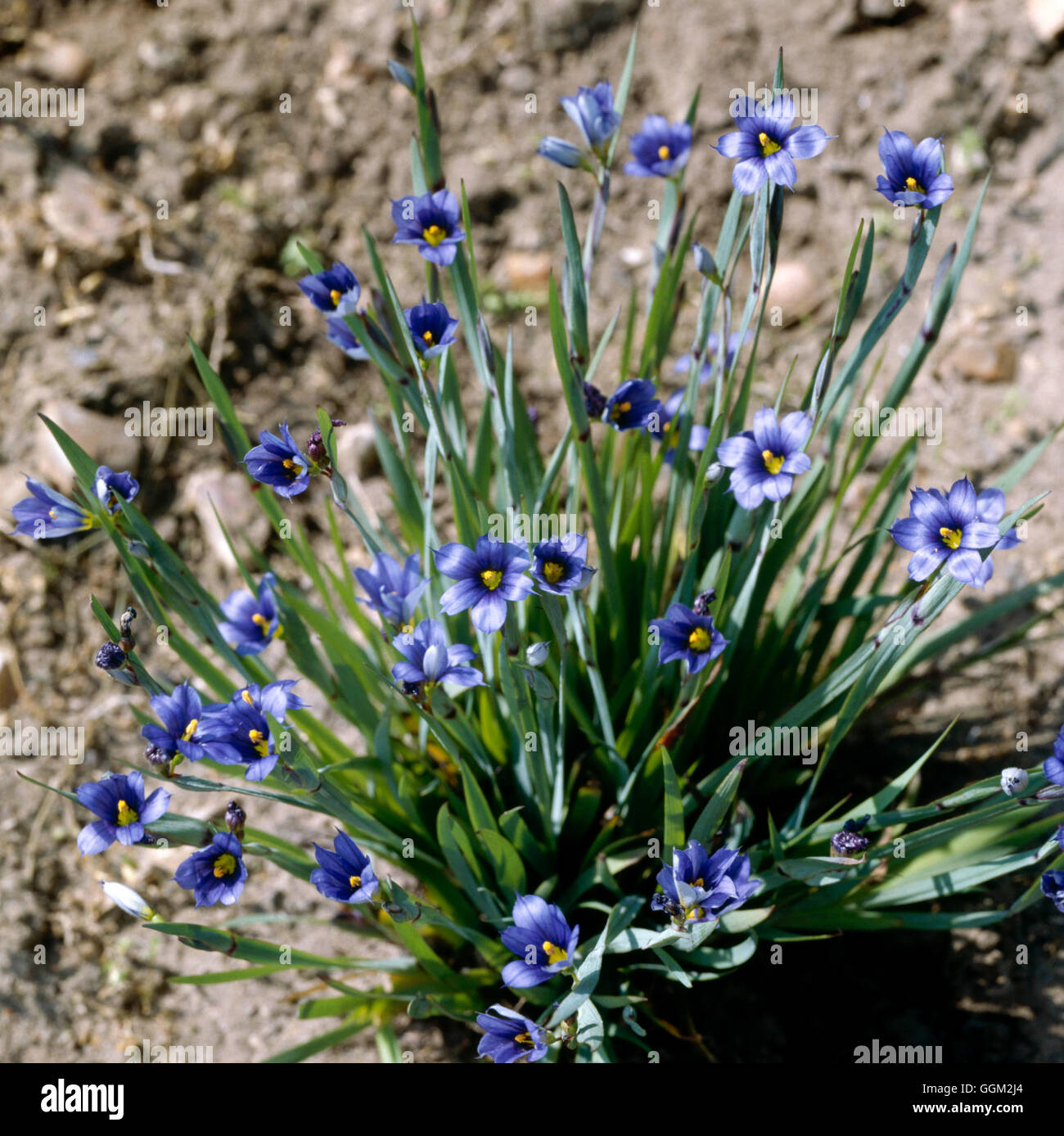 Hardy Perennial 50 Seeds Sisyrinchium Angustifolium Stout Blue-Eyed Grass 