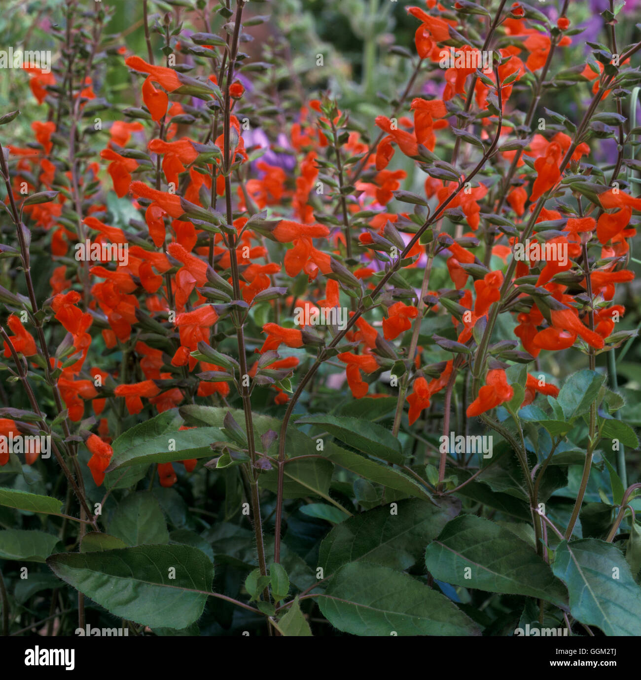 Salvia blepharophylla  Date: 7.07.08  PER085073 Stock Photo
