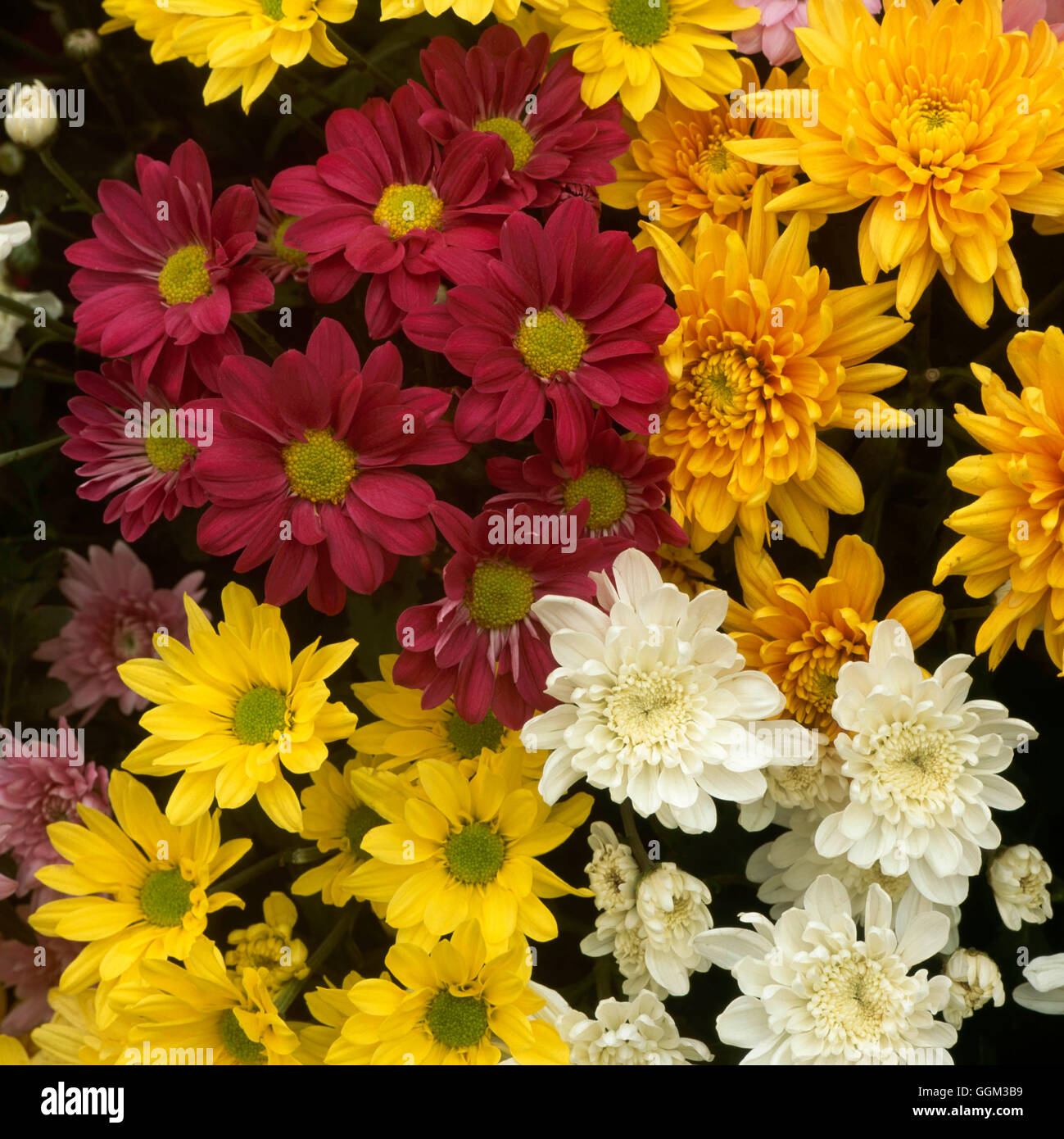 Chrysanthemum - Mixed Spray Vars.   PER107889 Stock Photo