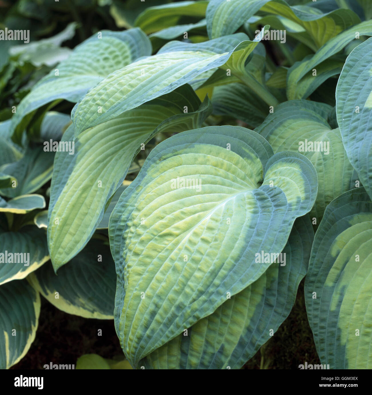 HOSTA PAUL'S GLORY'  Date: 18/08/2008  PER111017  ' Stock Photo