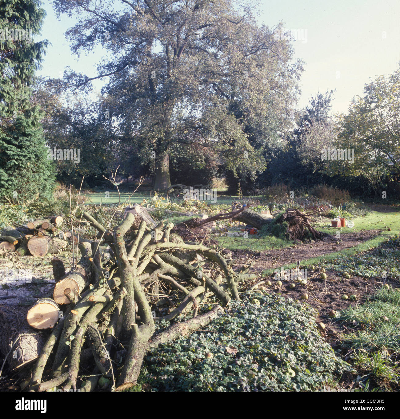 Storm Damage after the 1987 hurricane  Bressingham gardens  Date: 20.06.08  PES025123   Photos Horti Stock Photo