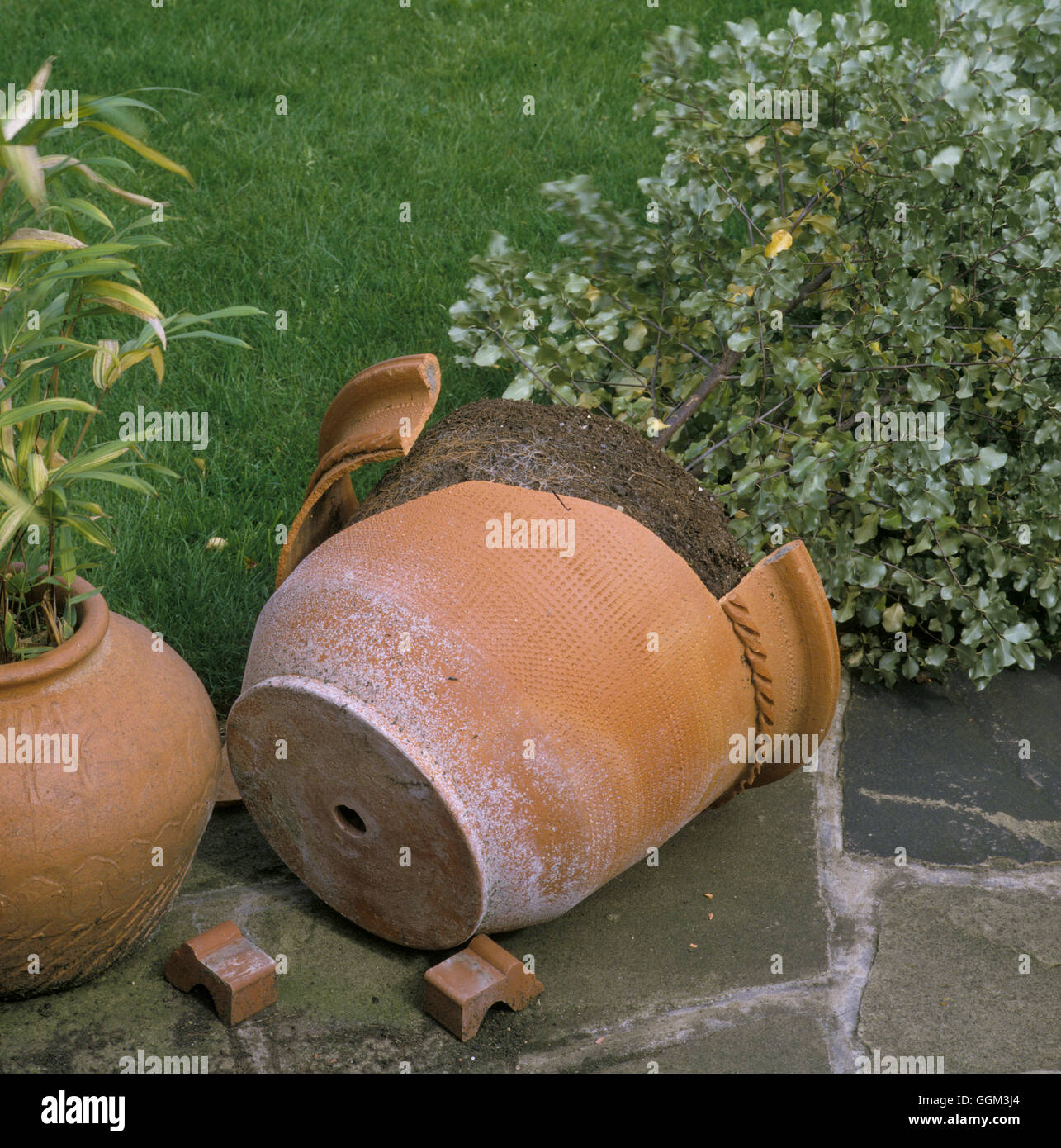 Wind Damage  Container grown shrud blown over in wind resulting in smashed pot.  Date: 20.06.08  PES045472  COMPULSORY Stock Photo