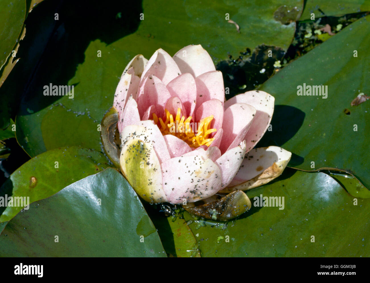 Aphids - on Waterlily (Nymphaea odorata var.rosea)   PES051710 Stock Photo