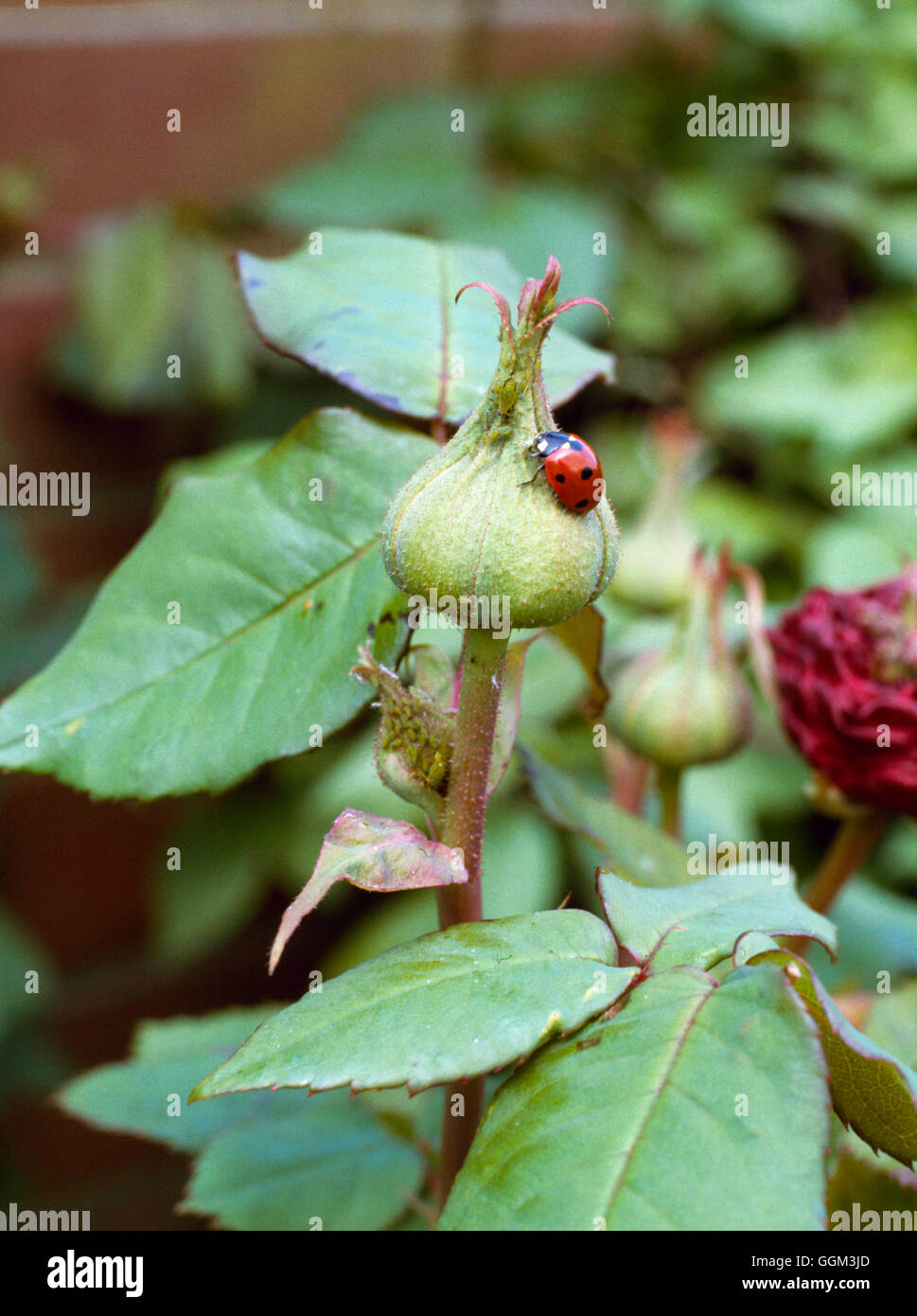 Ladybird - Seven Spot - attacking Aphid infestation - (Coccinella septempunctata)   PES053043     Ph Stock Photo
