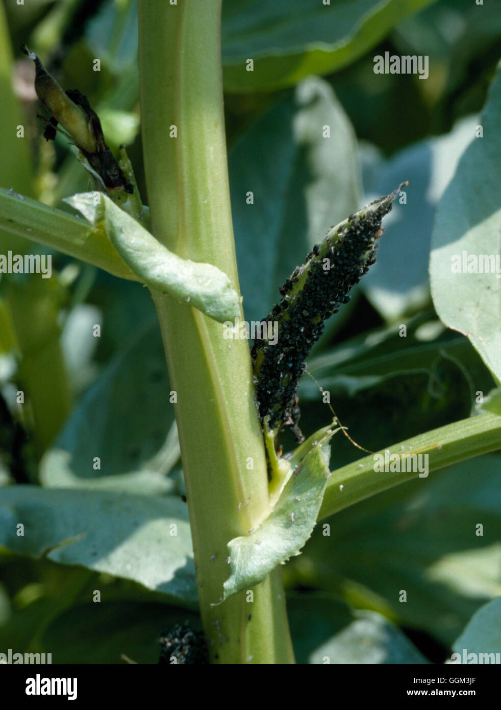 Blackfly beans hires stock photography and images Alamy