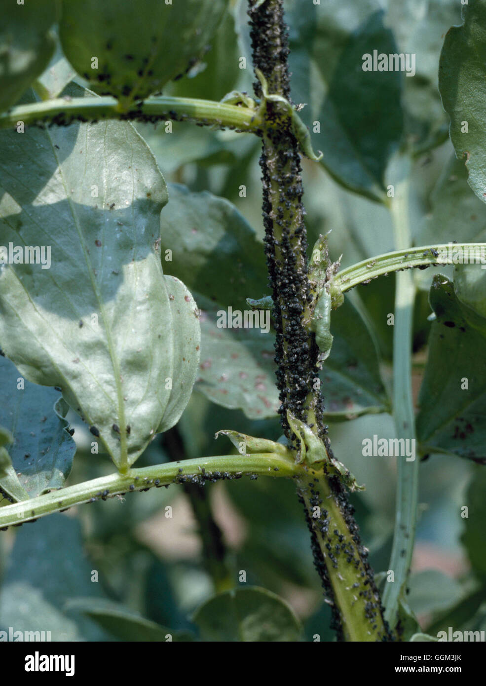 Aphids - Vegetables - Black Bean Aphid on Broad Beans (Aphis fabae)   PES057006     Photos Horticult Stock Photo