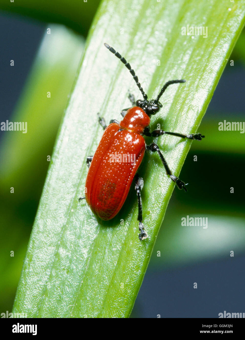 Beetle Asian Lily Beetle (Lilioceris lilii) PES057516 Stock Photo