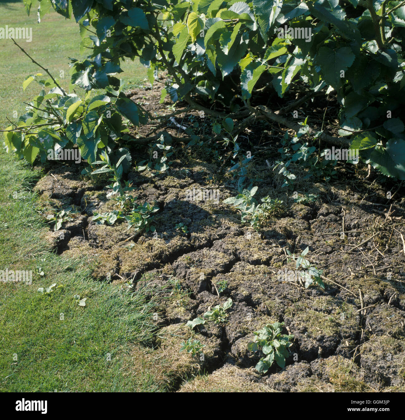 Drought.  Soil cracking beneath Mulberry tree  Date: 20.06.08  PES057782   Photos Horticultural/Phot Stock Photo